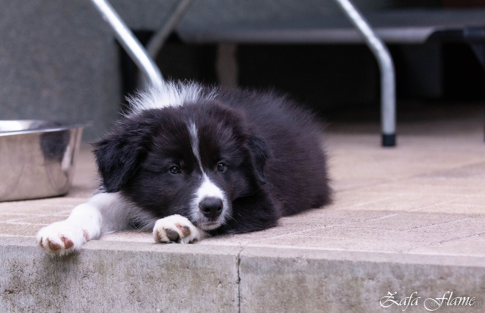 Border collie - 2