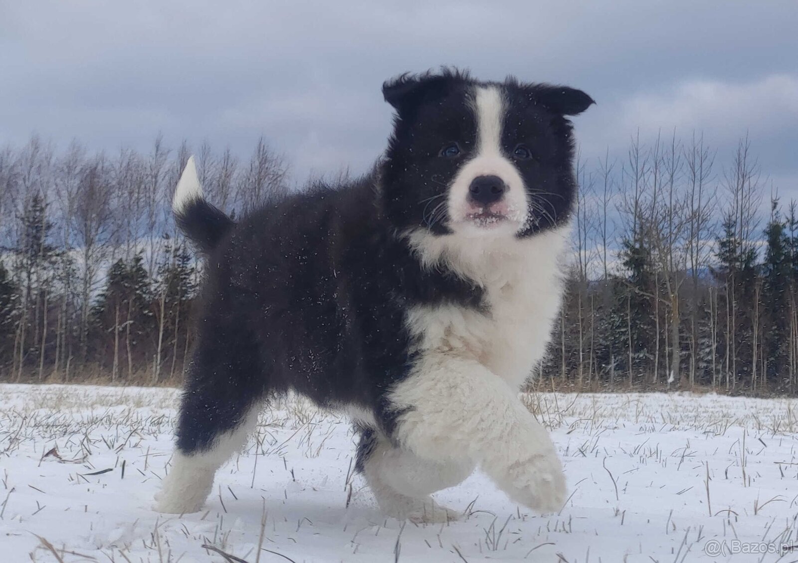 BORDER COLLIE - piękna suka z Hodowli - Szczenię z pełną dok - 2