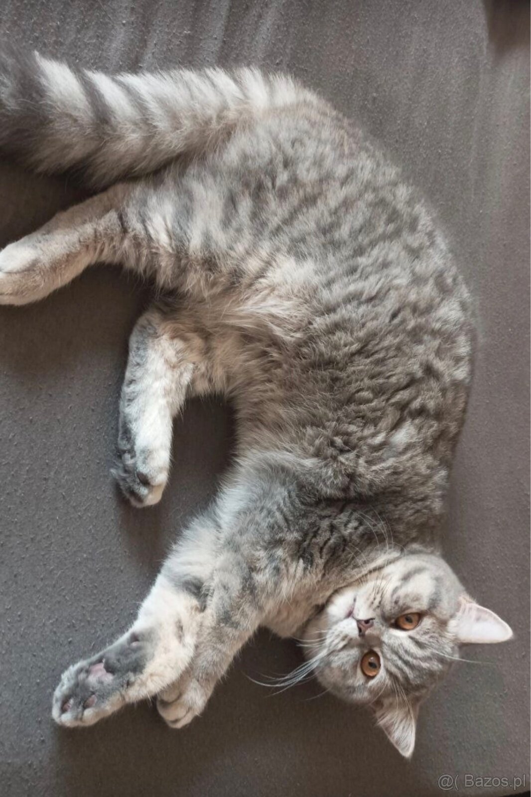 Sprzedam piękną brytyjską kotkę krótkowłosą 🐱 - 2