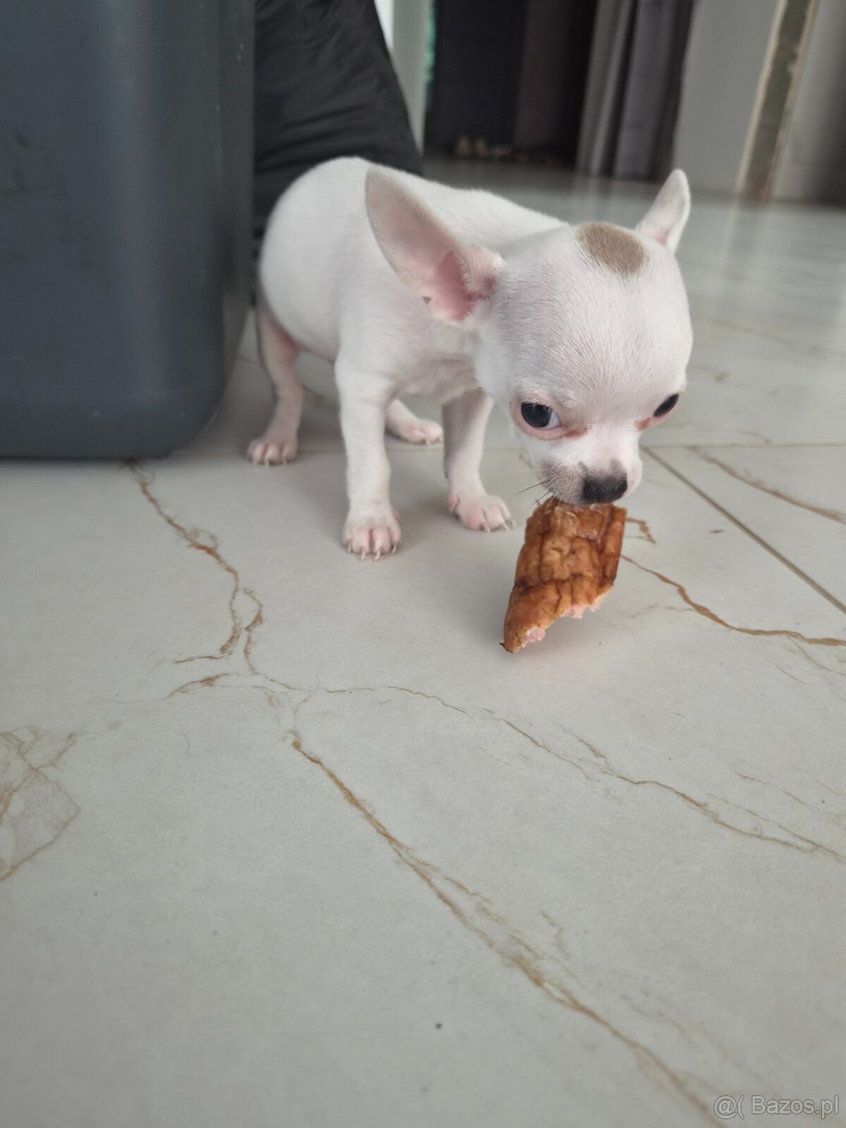 Sprzedam pieska chihuahua - 2