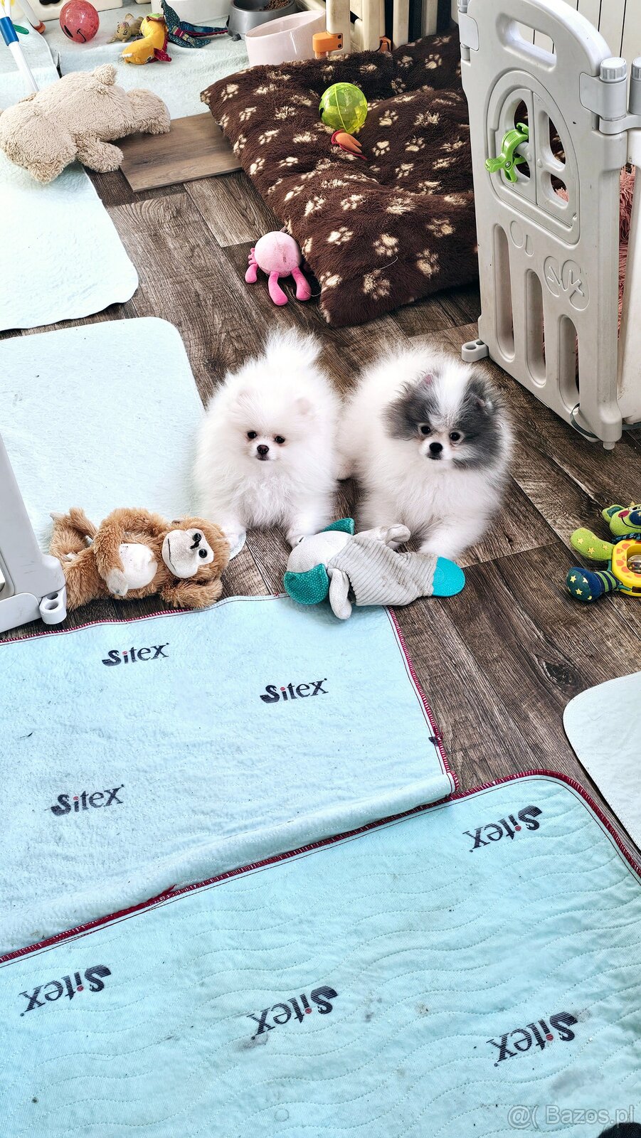 Szpic Miniaturowy/Pomeranian dla Konsenera Blue&white - 2