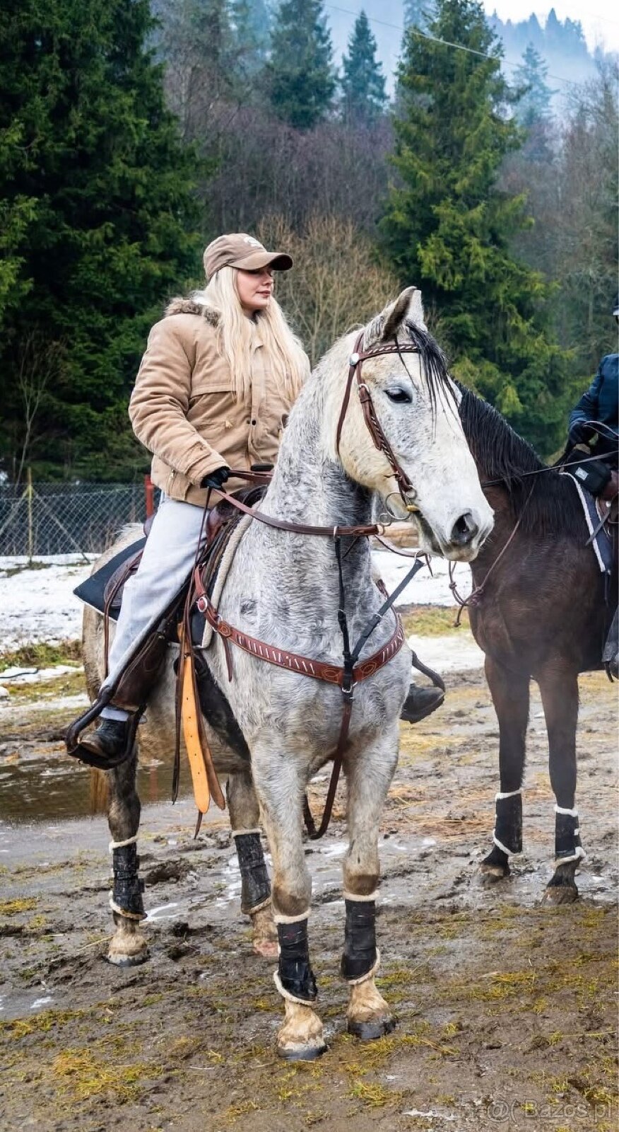 Atrakcyjny wałach - 2