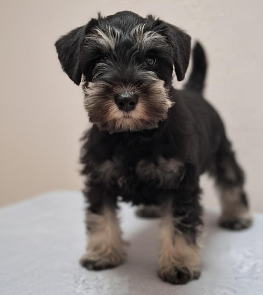 Sznaucer miniaturowy czarno-srebrny - 2