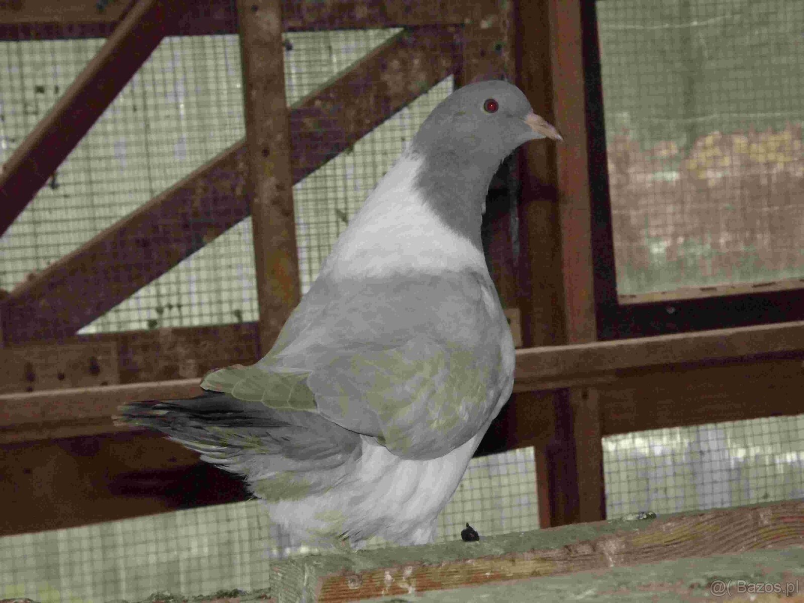 sprzedam gołębie - 2