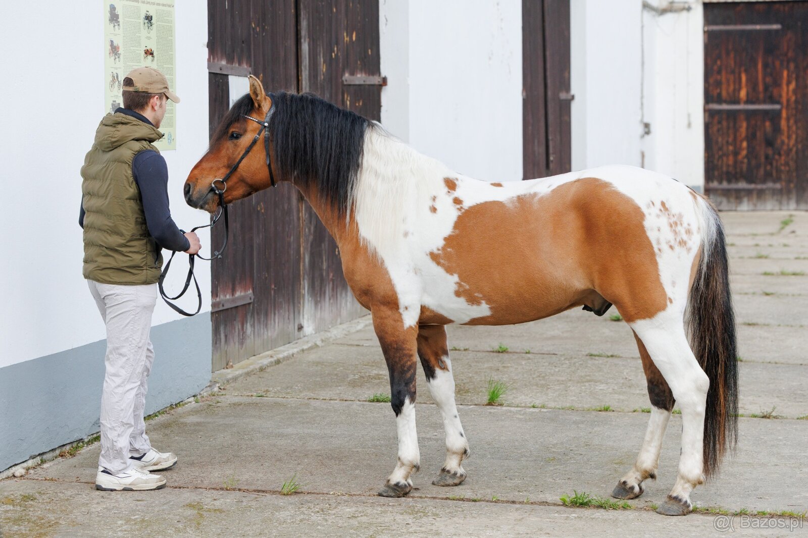 Ogier L-Karat srokaty tobiano homozygota - 2