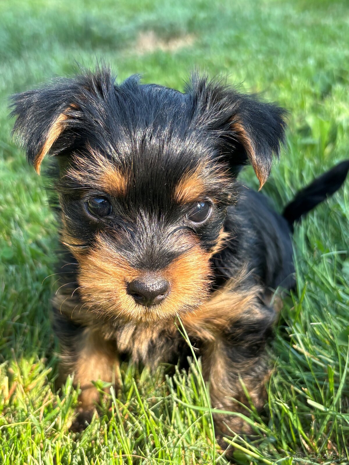 Dwie suczki – australijski silky terrier - 2