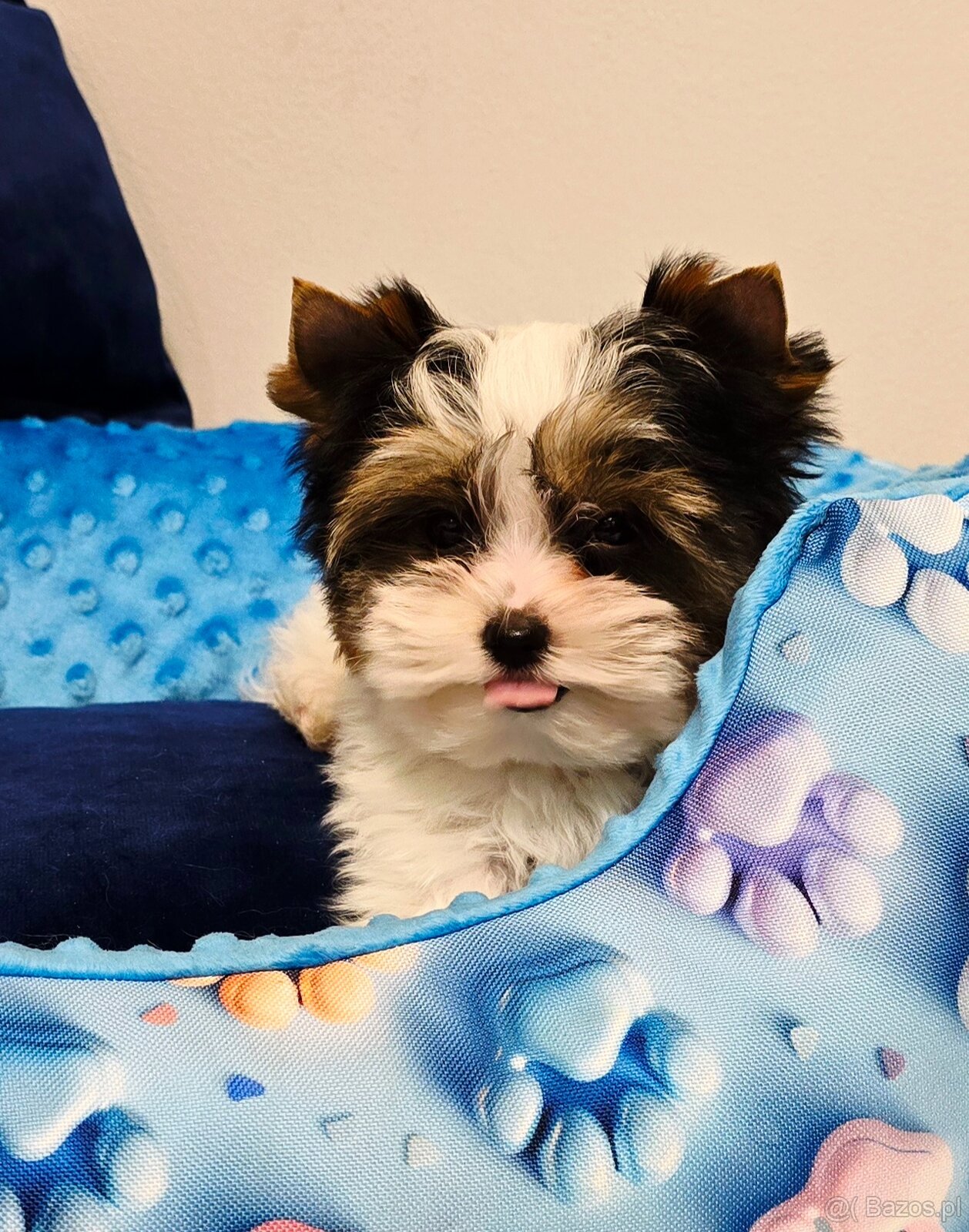 Biewer Yorkshire Terrier cudowny piesek - 2