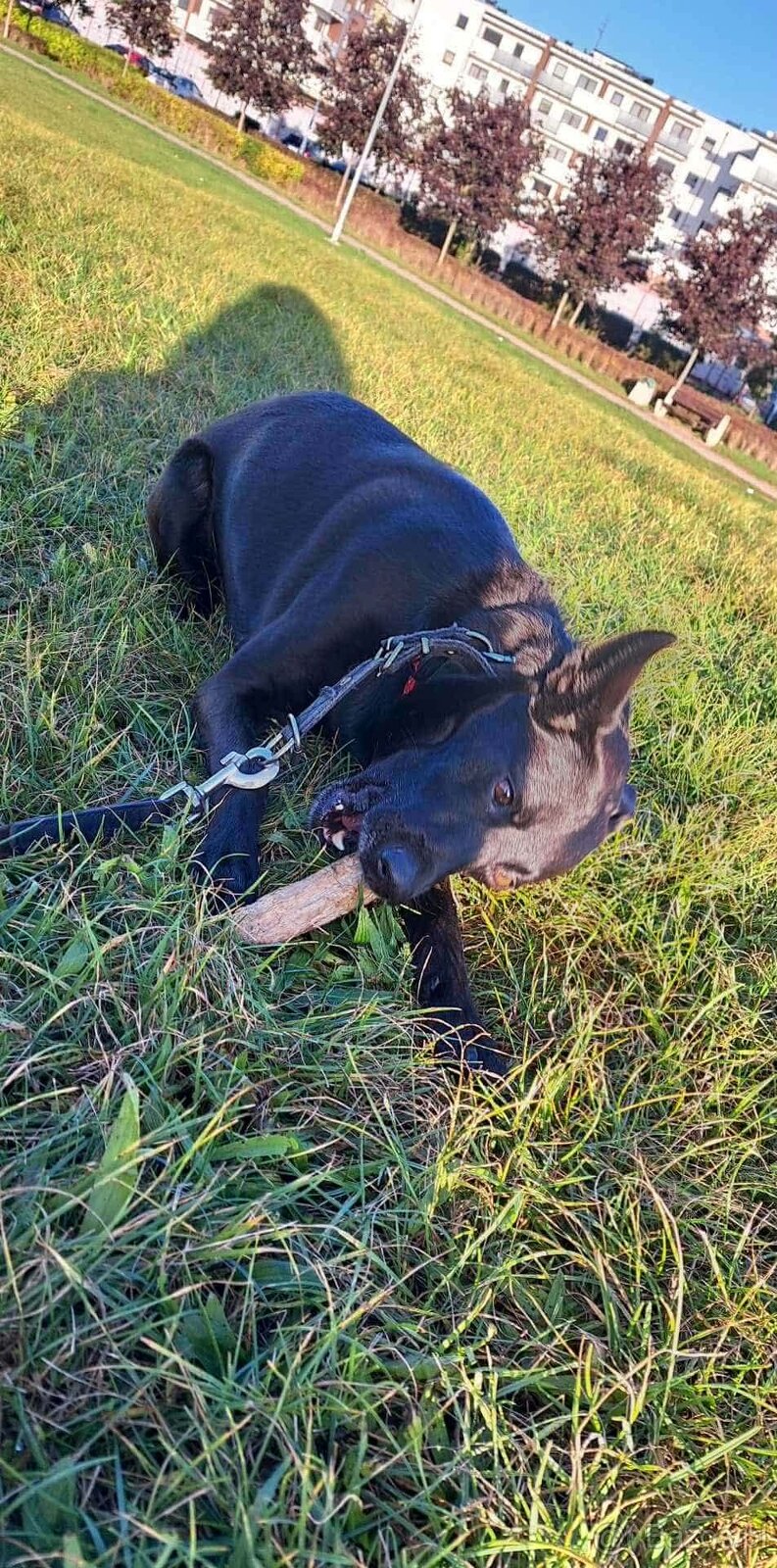 Oddam pieska w dobre ręce - 2