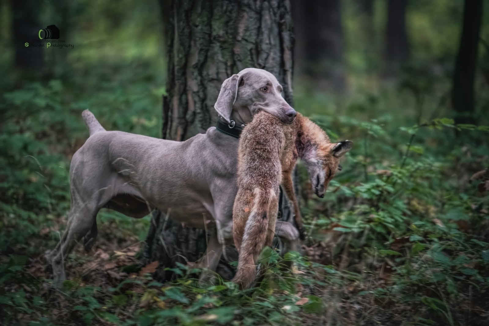 szczeniaka ogara rasy weimaraner gładkowłosy - 2