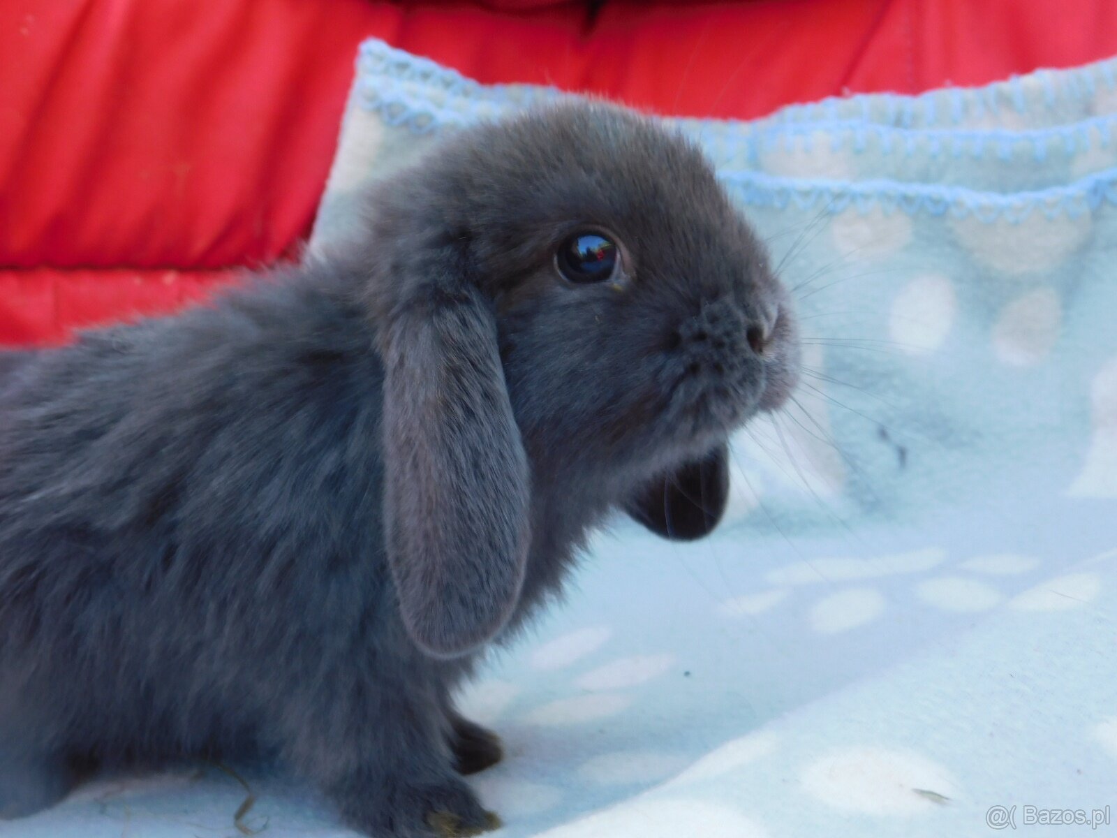 Piękne baranki mini lop - 2