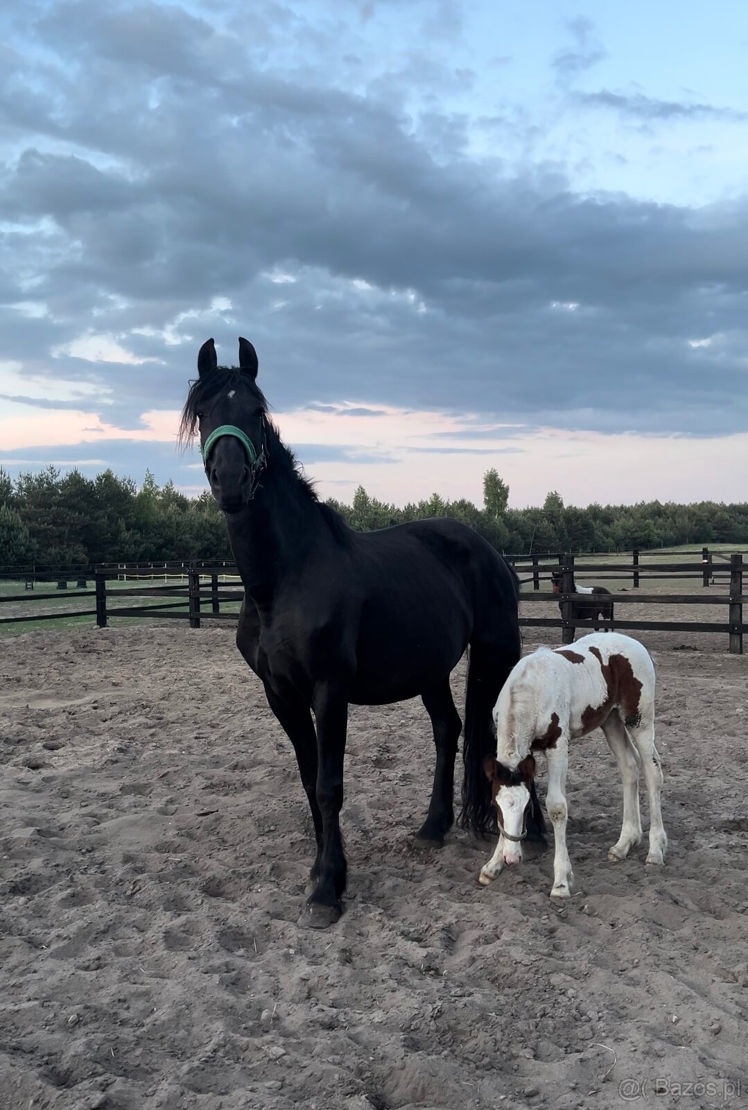 Klacz 3/4 Fryza Kalipso - 2