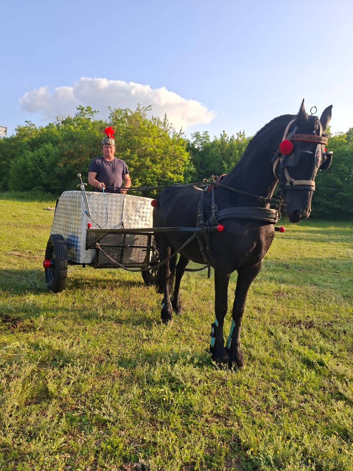 Klacz Fryzyjska Ylena - 2