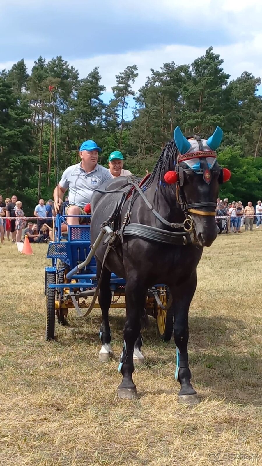 Polski Koń Sportowy Klacz Frezja - 2
