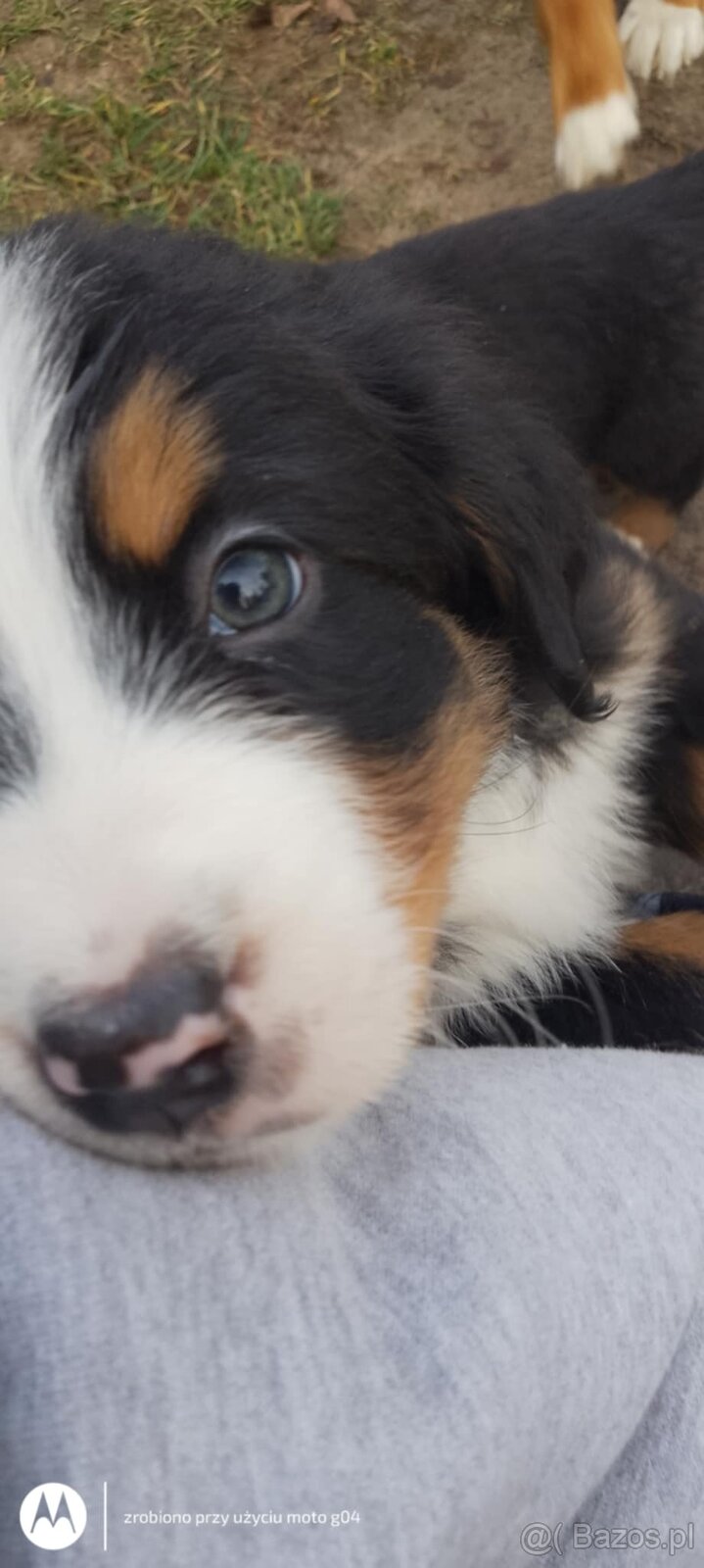 Berneńskie Psy Pasterskie - 2