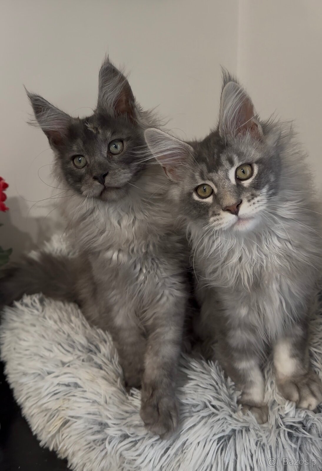 Maine Coon kocurki na sprzedaż - 2