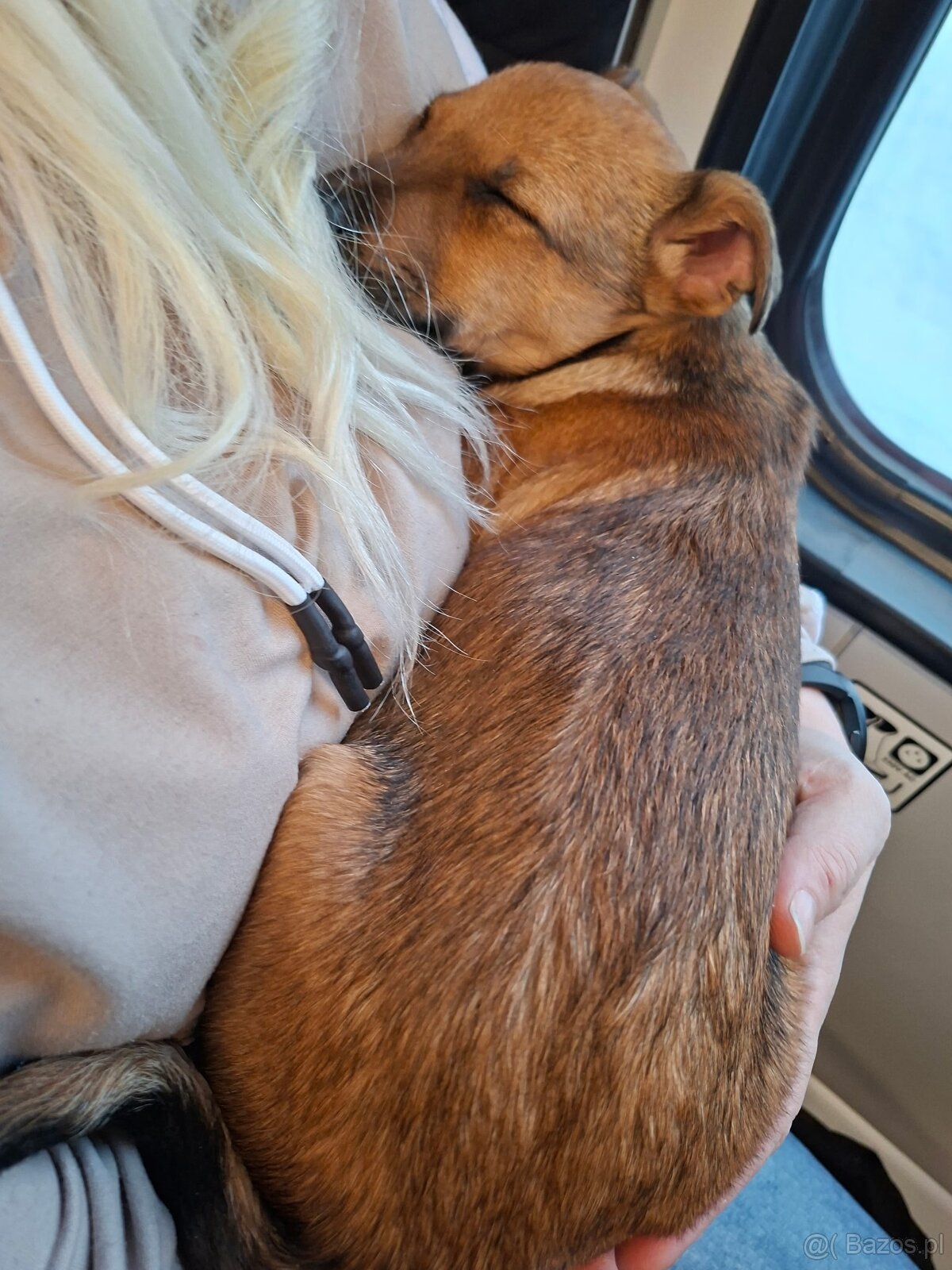 Szczenię -piesek - 2