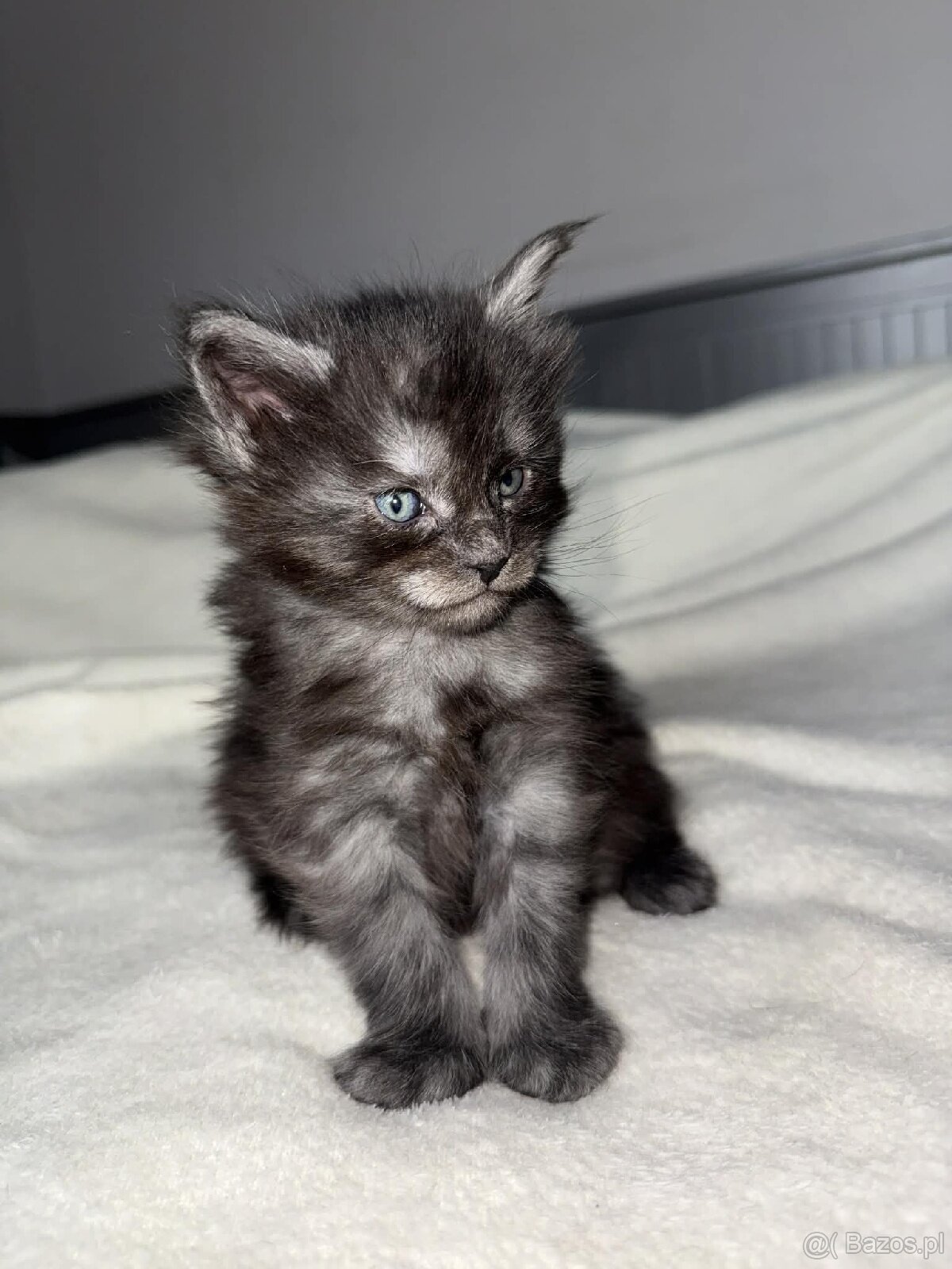 Rezerwacja kotki Maine coon - 2