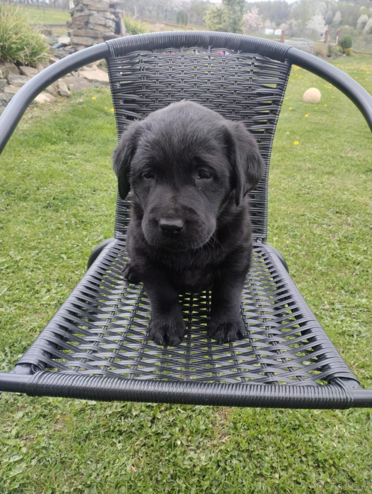 Labrador retriever - 2