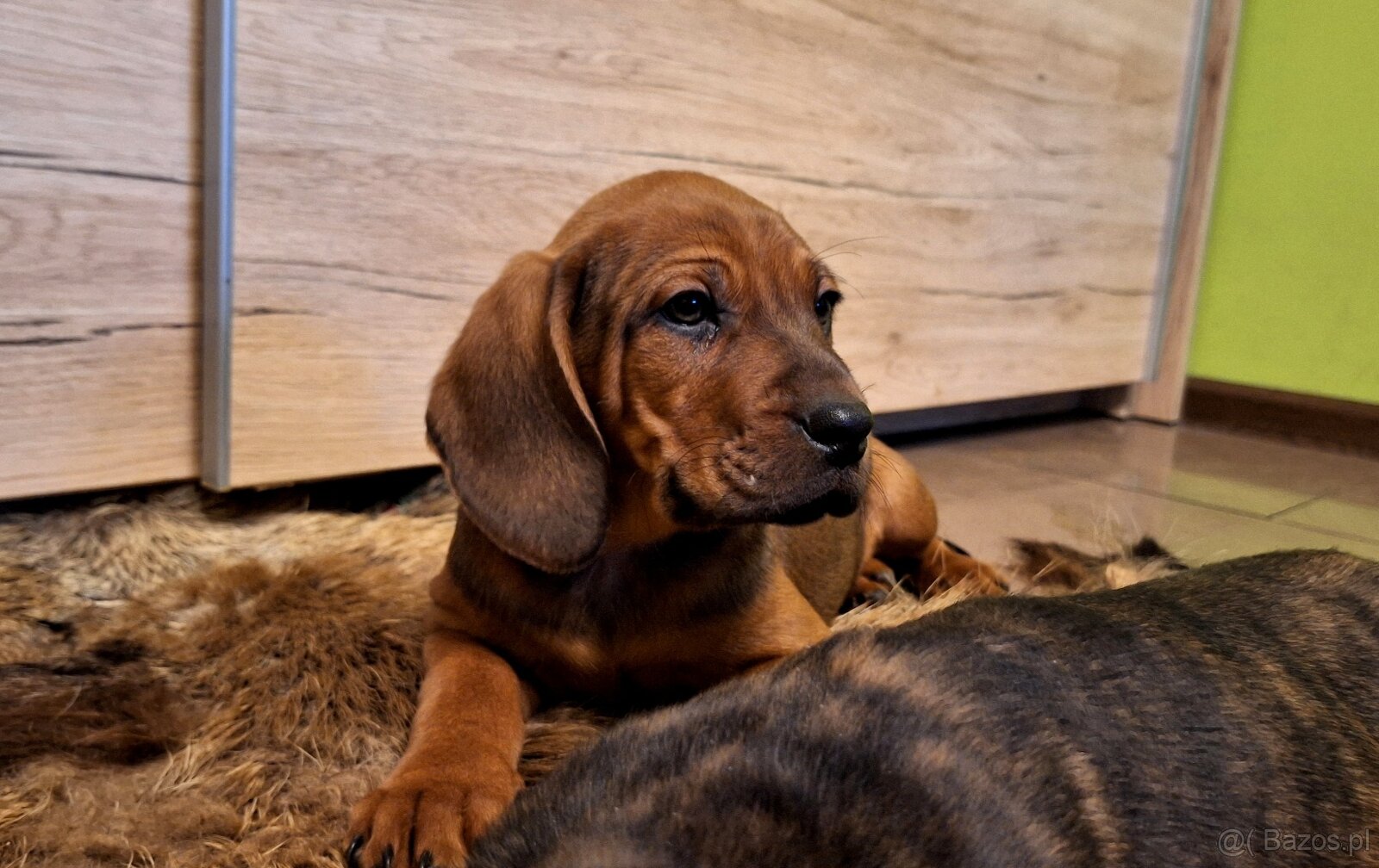 Szczeniaki Posokowiec Hanowerski - 2