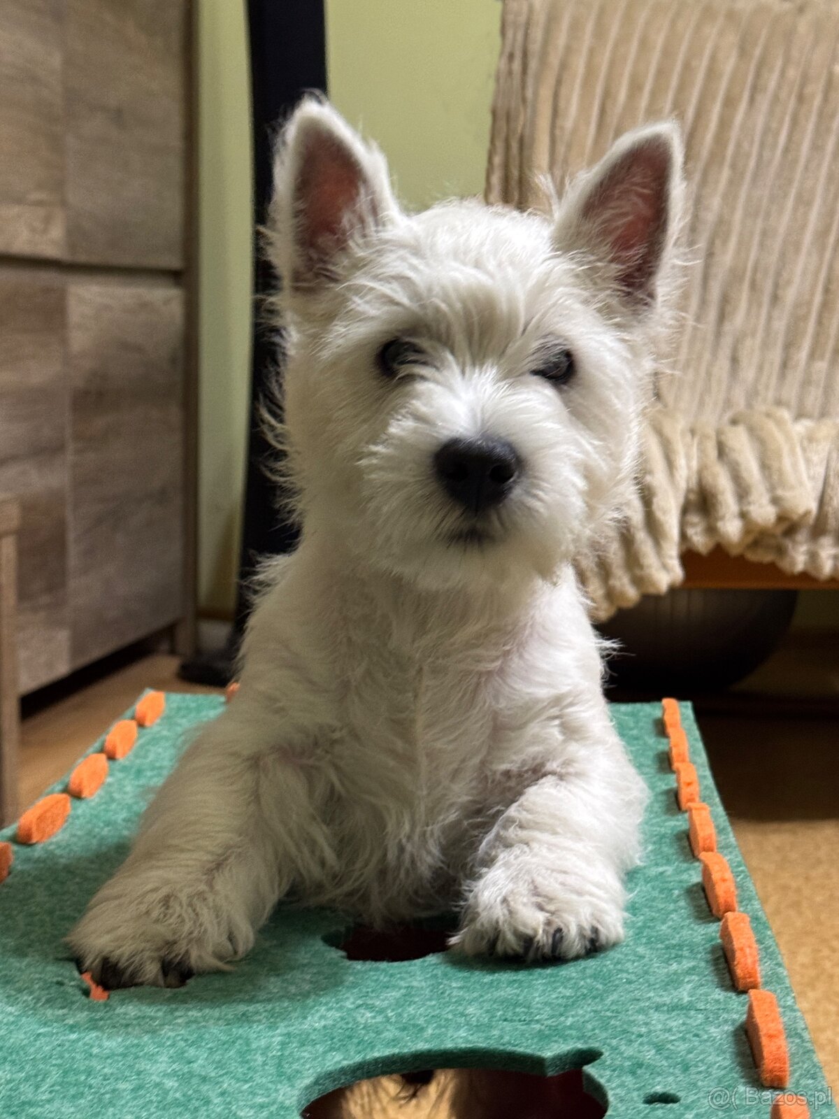 West Highland White terrier - 2