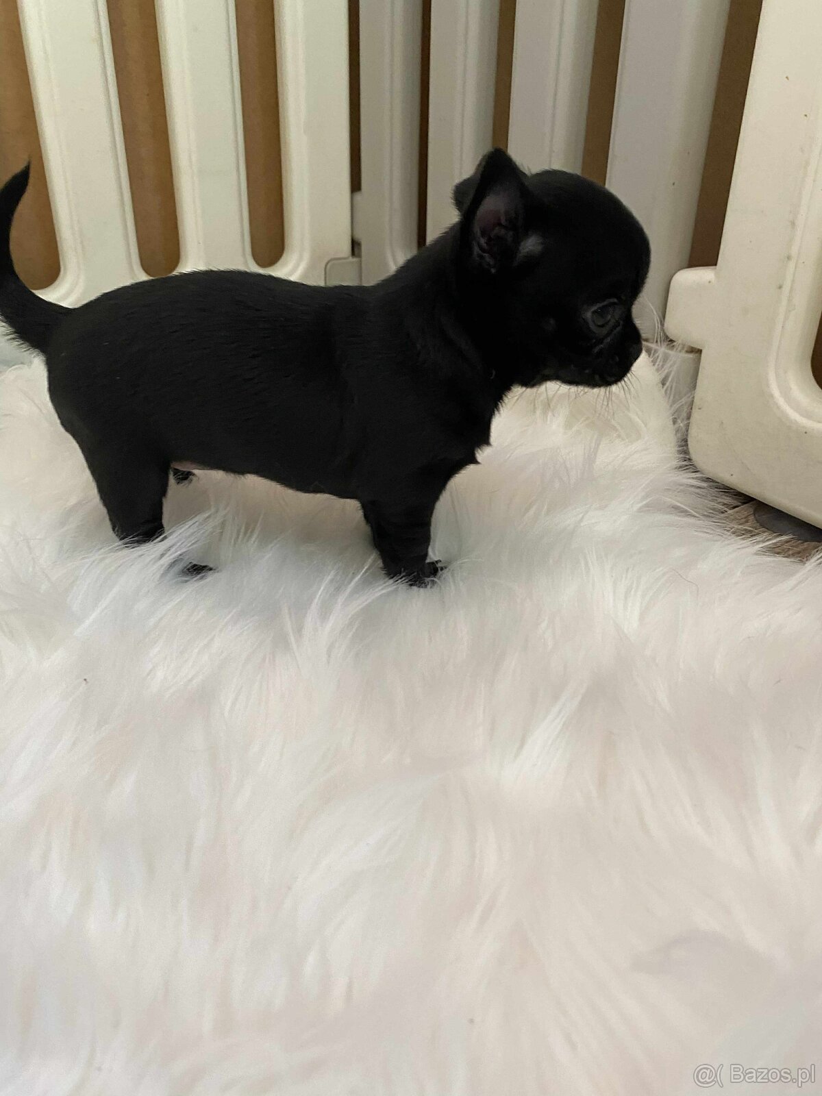 CHIHUAHUA ŚLICZNA CZARNA SUNIA MAMBA - 2