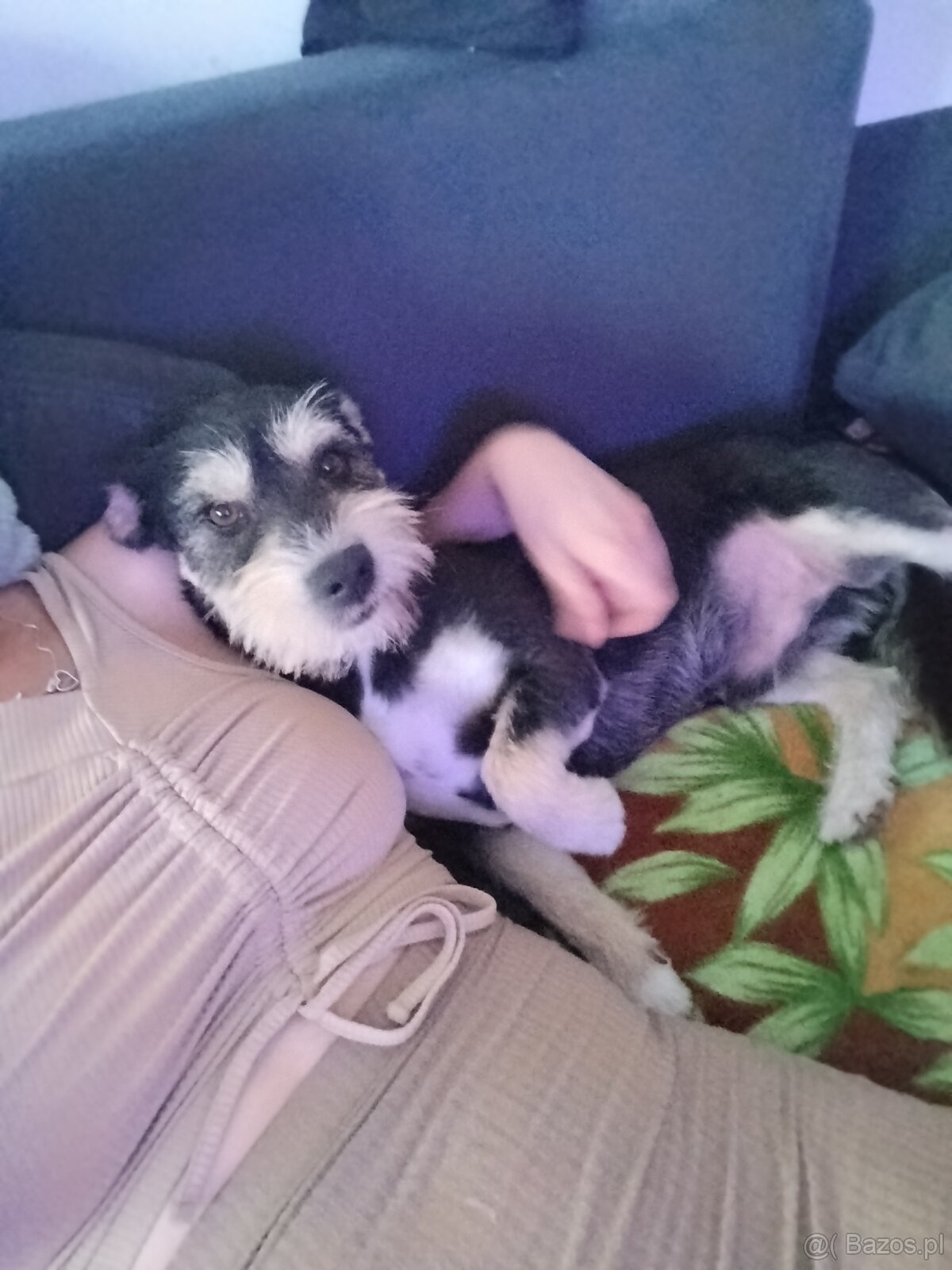 Zenio PILNIE szuka nowego domu - 2