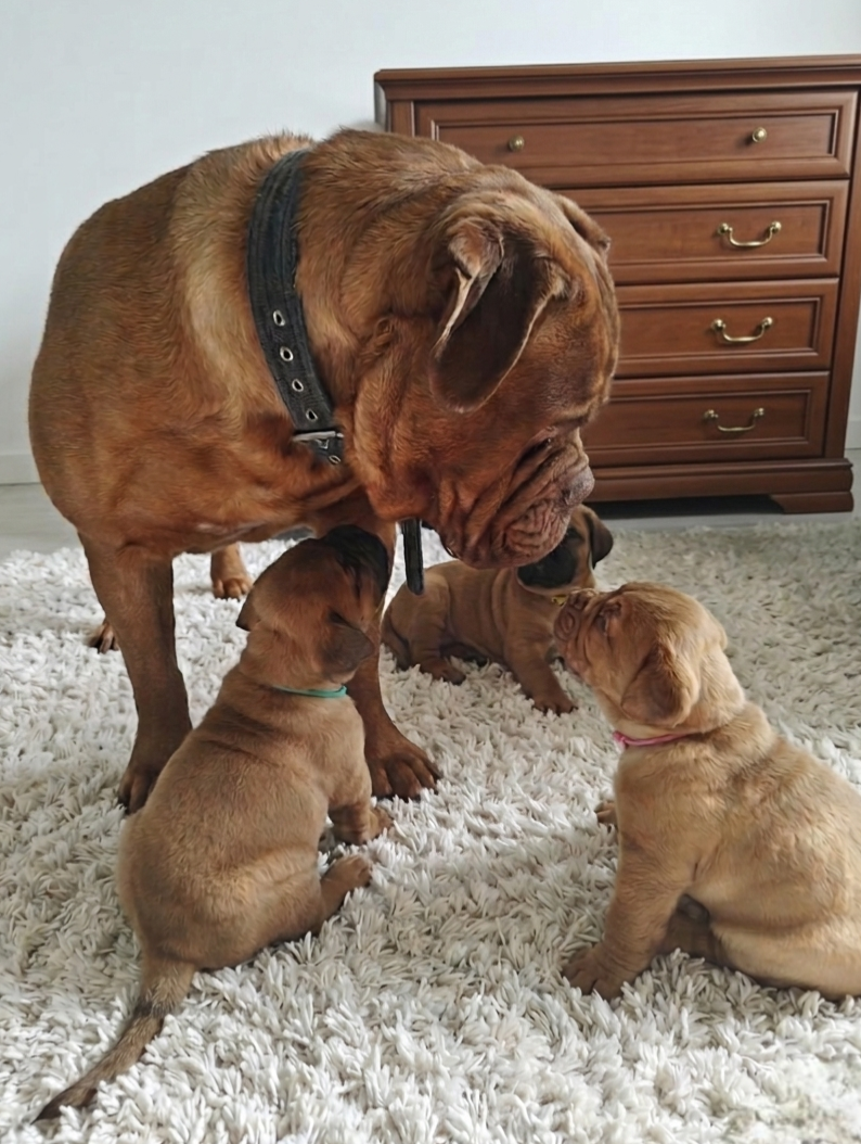 Szczenięta Dogue de Bordeaux FCI - 2