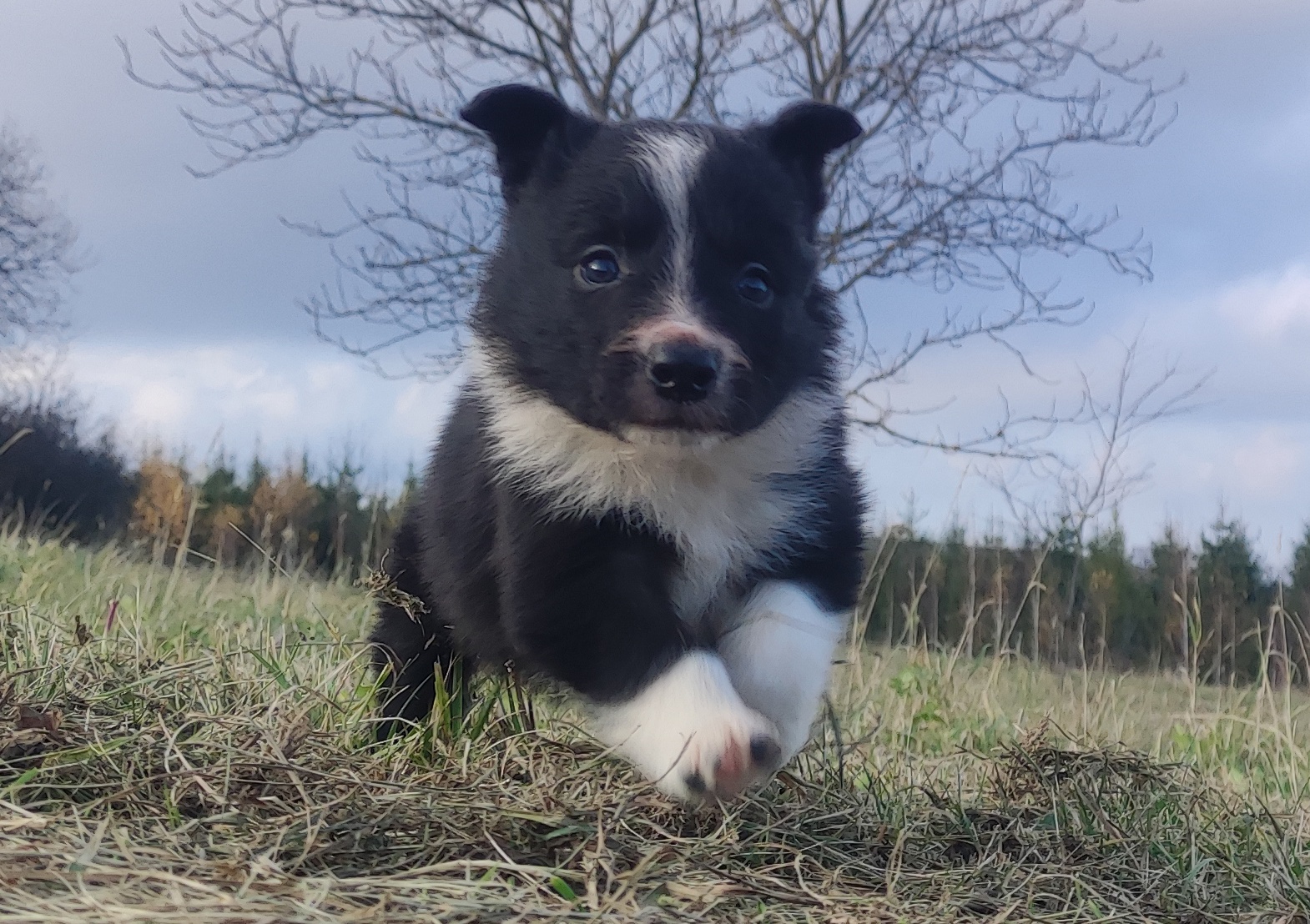 Piękna Rasowa Suczka Border Collie, szczenię z pełną dok. - 2