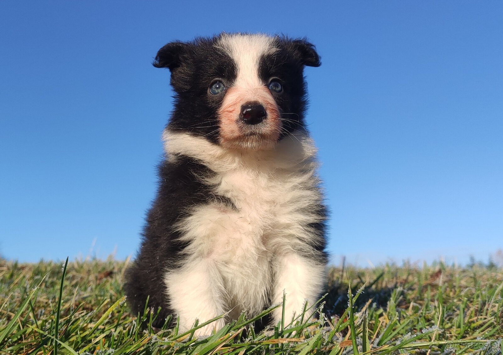 Piękna Rasowa Suczka Border Collie, szczenię z pełną dok. - 2