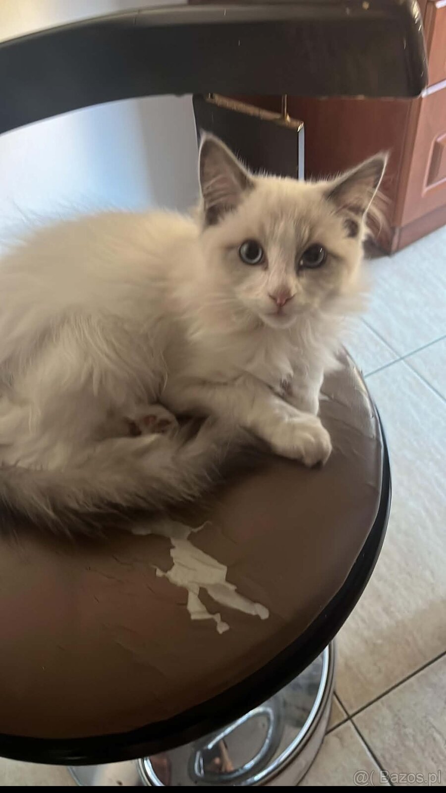 Kot Ragdoll - 2