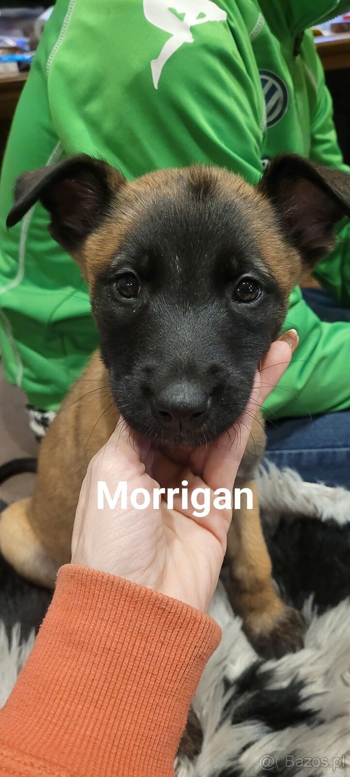 Owczarek belgijski malanois - 2