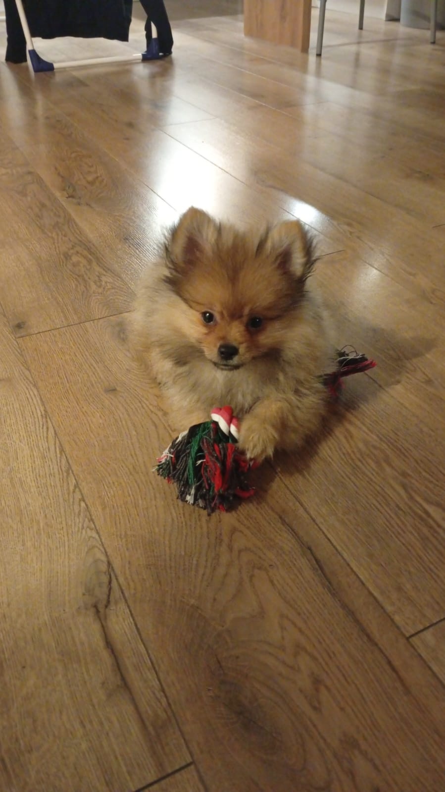 Szpic miniaturowy - 2