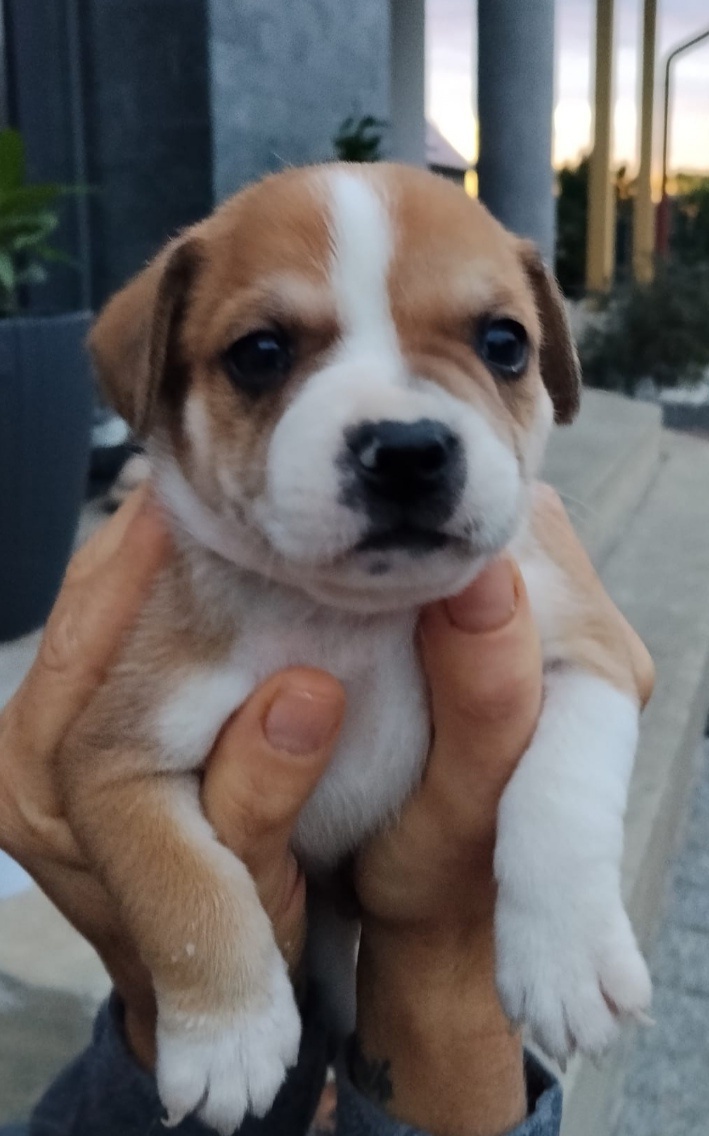 Urocze szczenięta po mamie buldoga francuskiego - 2