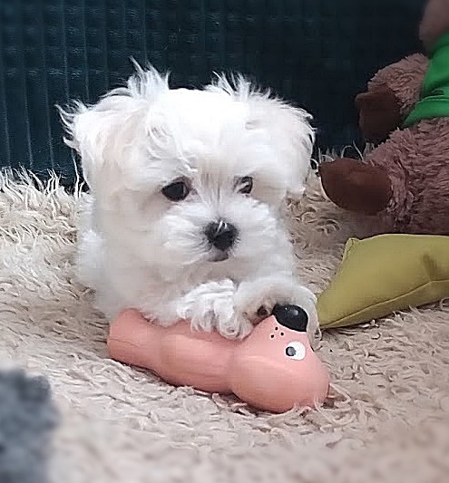 Maltańczyk szczenię boy - 2