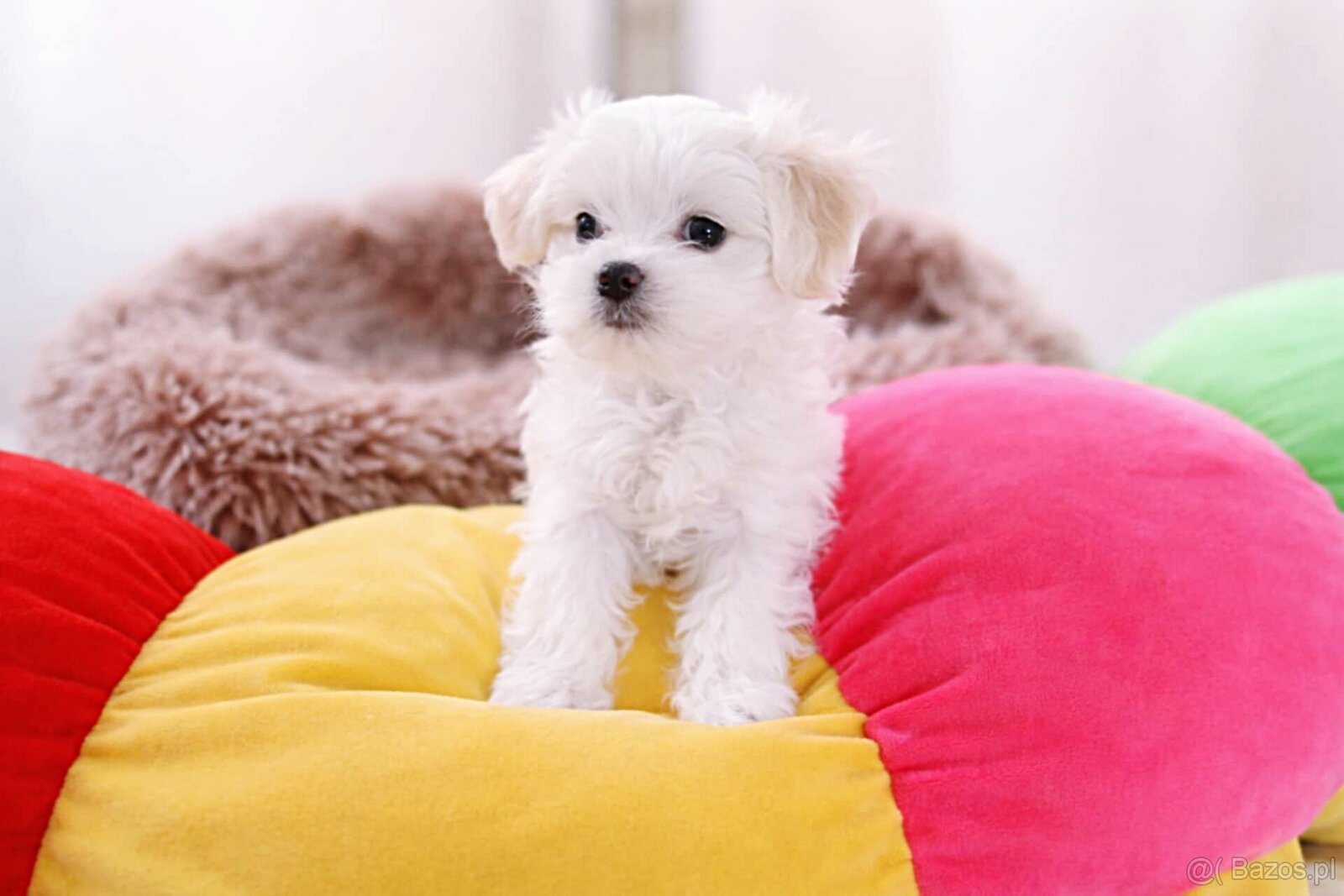 Maltańczyk szczenię boy - 2