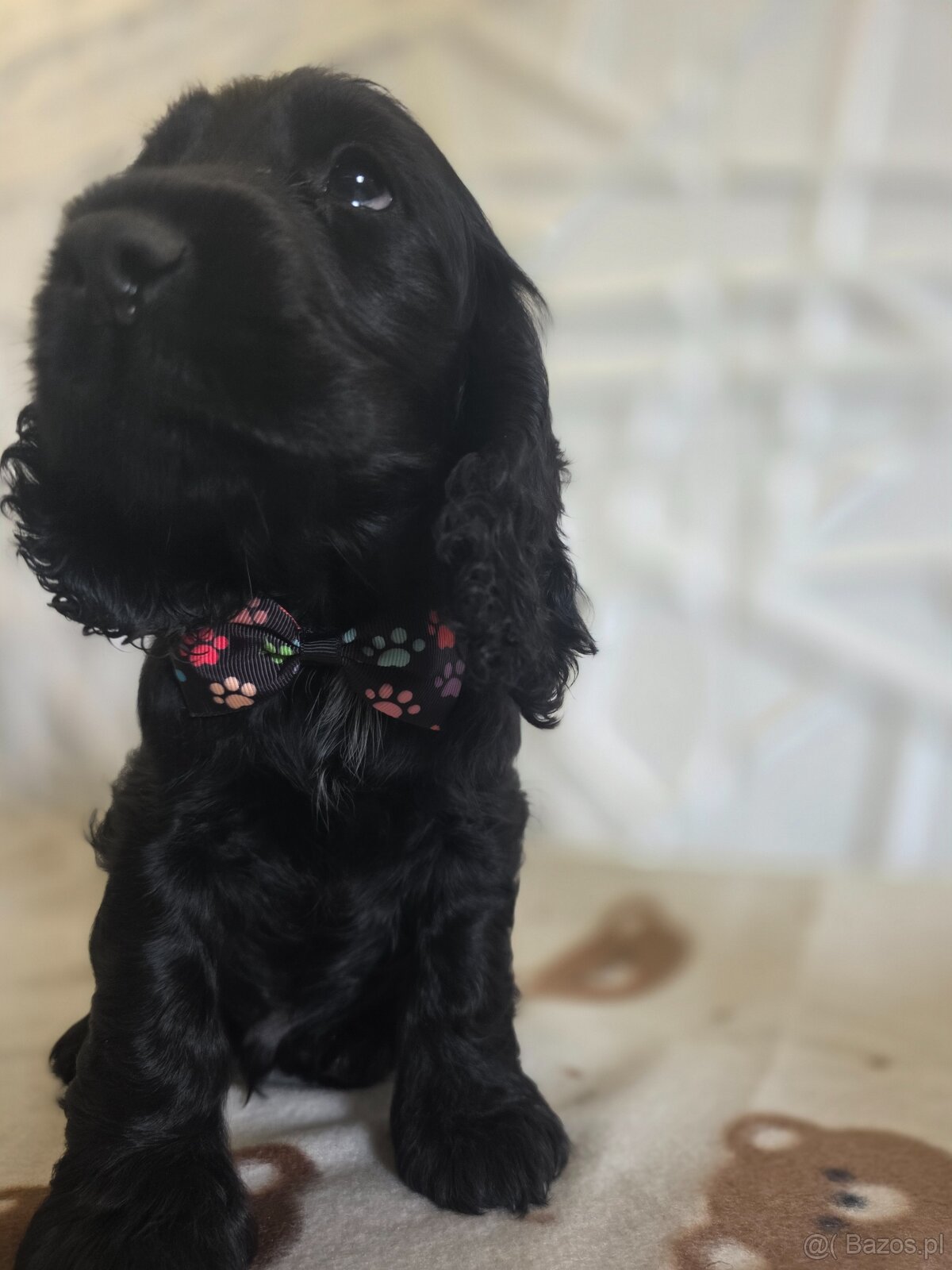 Cocker spaniel angielski - 2