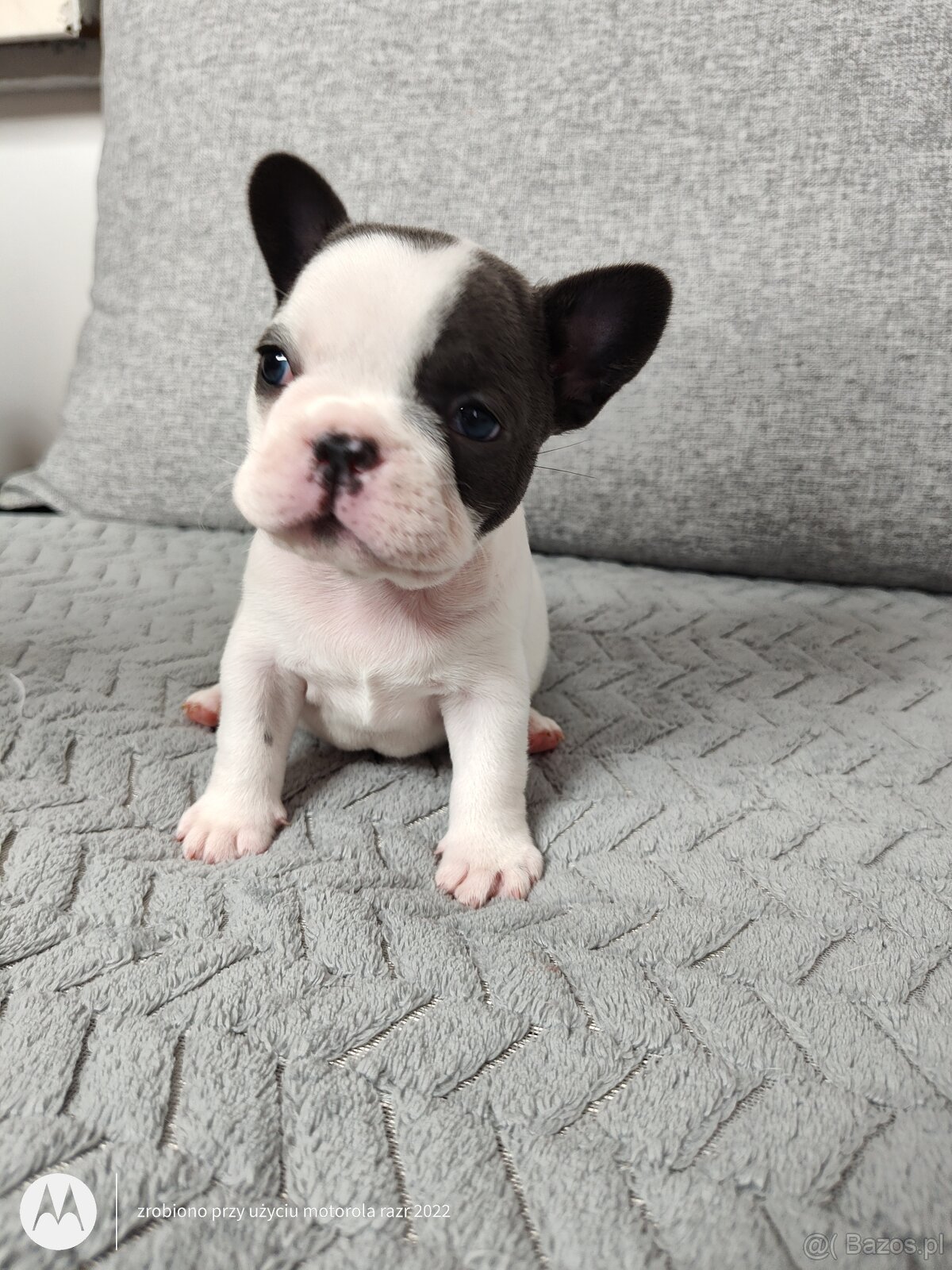 Buldog Francuski - 2