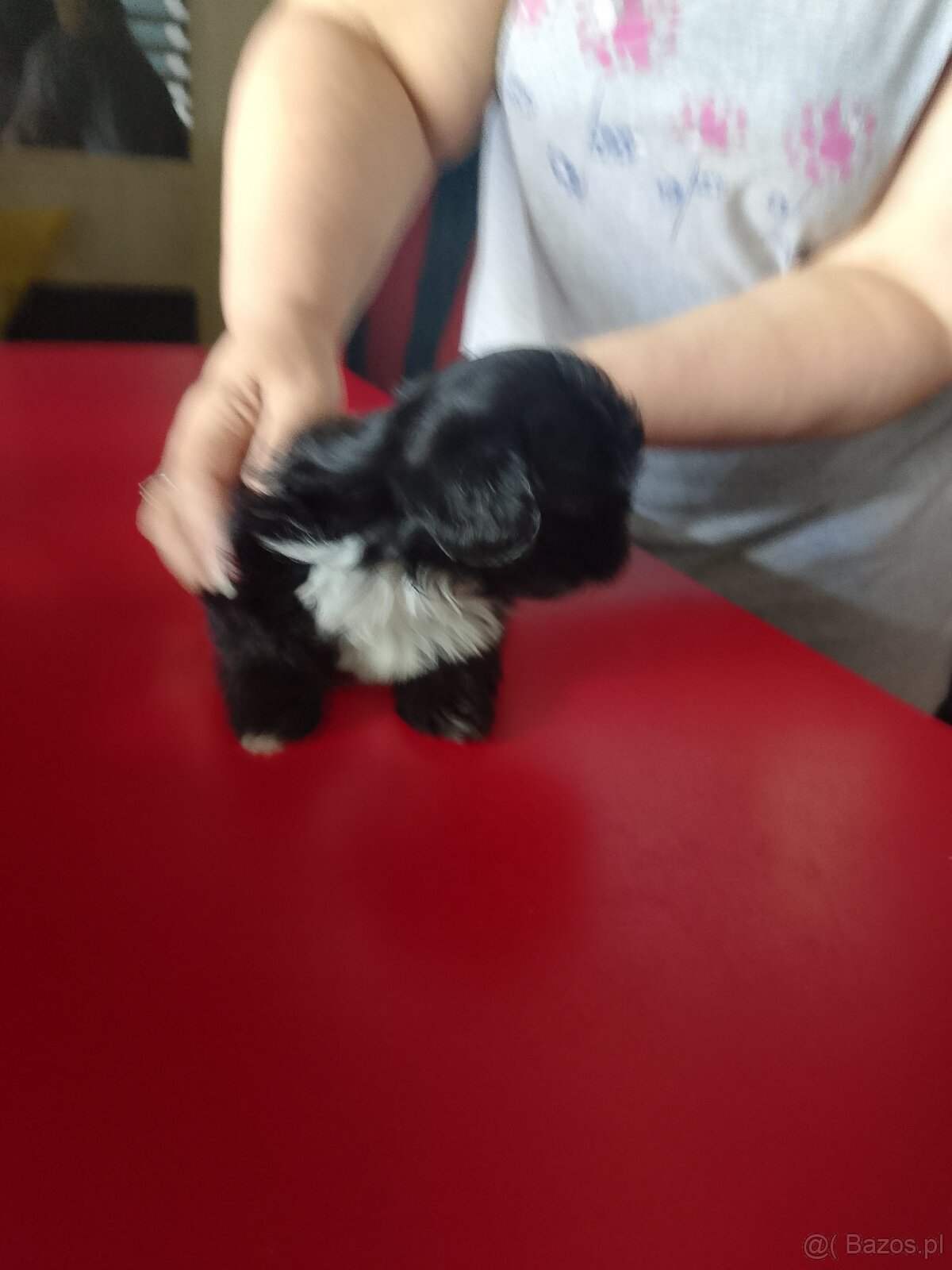 Sprzedam psy rasy Shih Tzu - 2