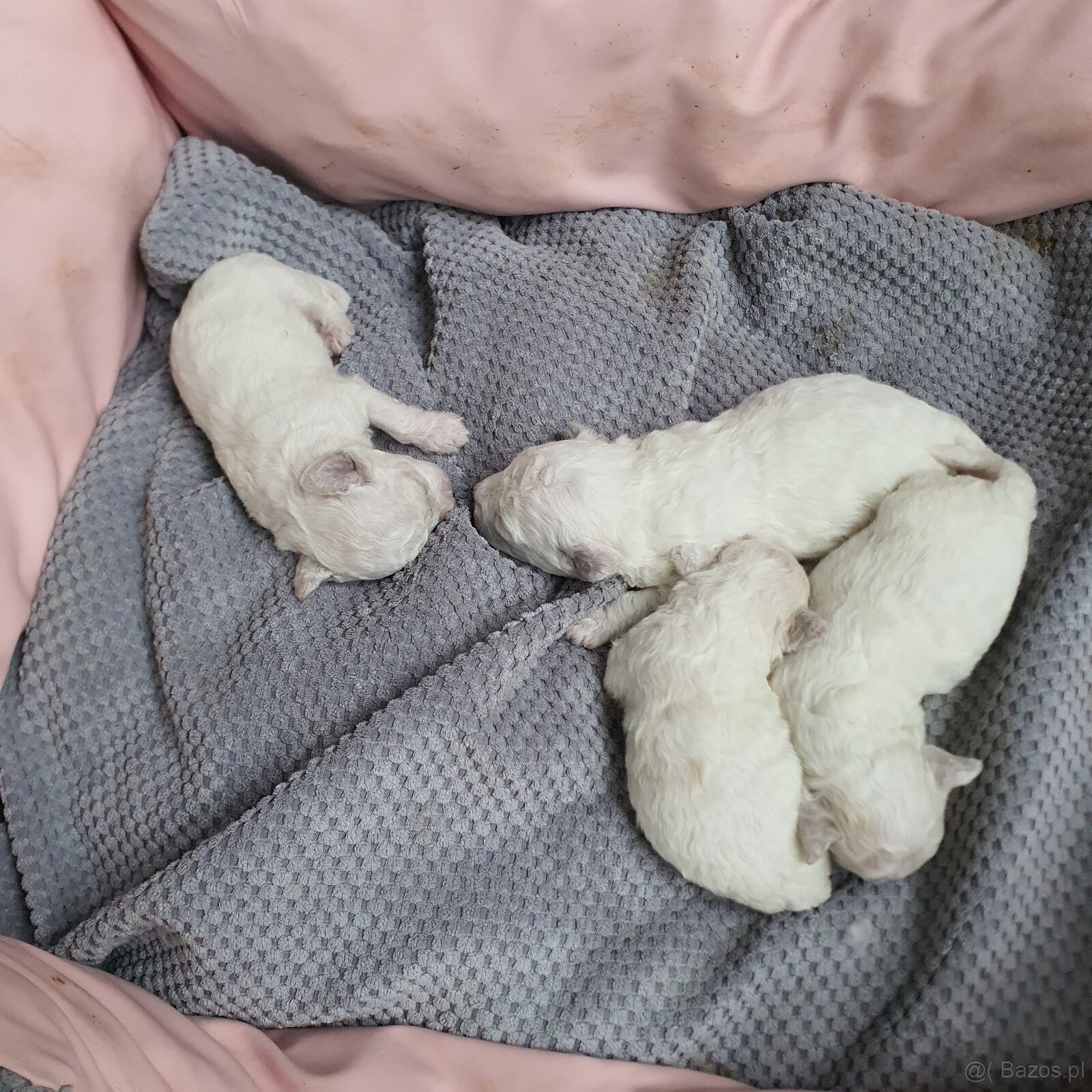 Szczeniaczki Bichon Frise - 2