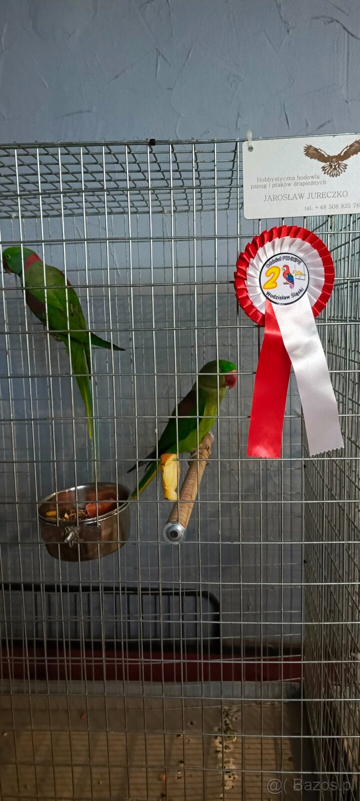 Aleksandretty Wielkie - Para lęgowa - 2