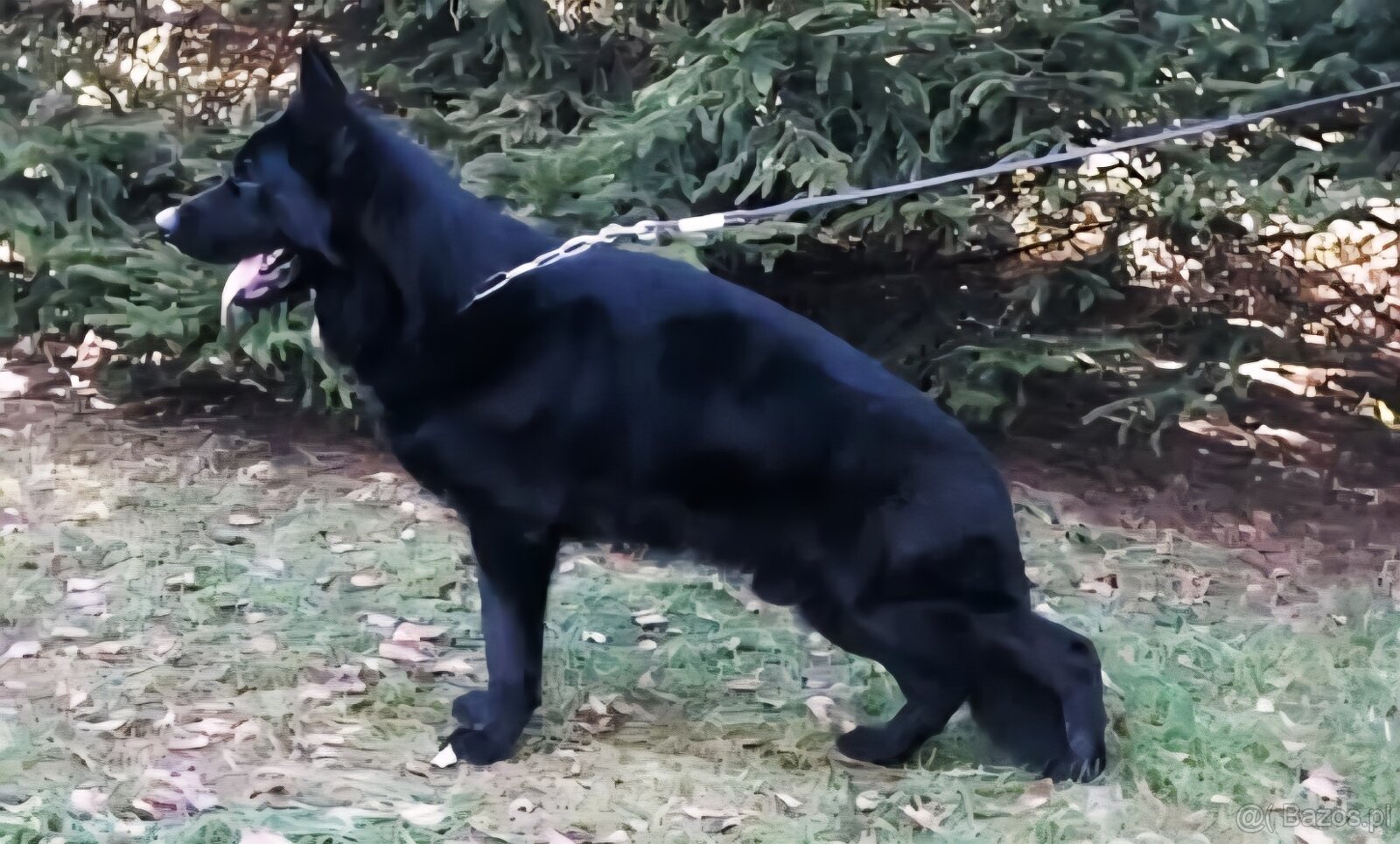 Czarny owczarek niemiecki FCI z rodowodem - 2