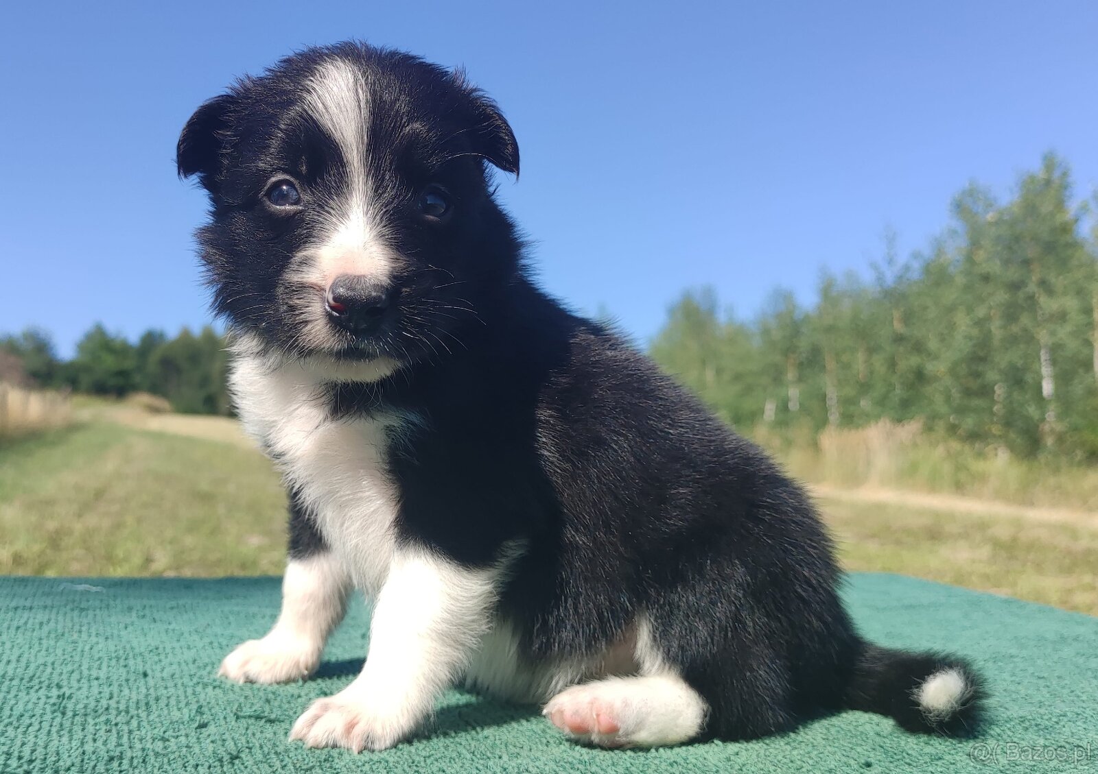 Wspaniały Pies FABIO - BORDER COLLIE z pełną dok. super rodz - 2