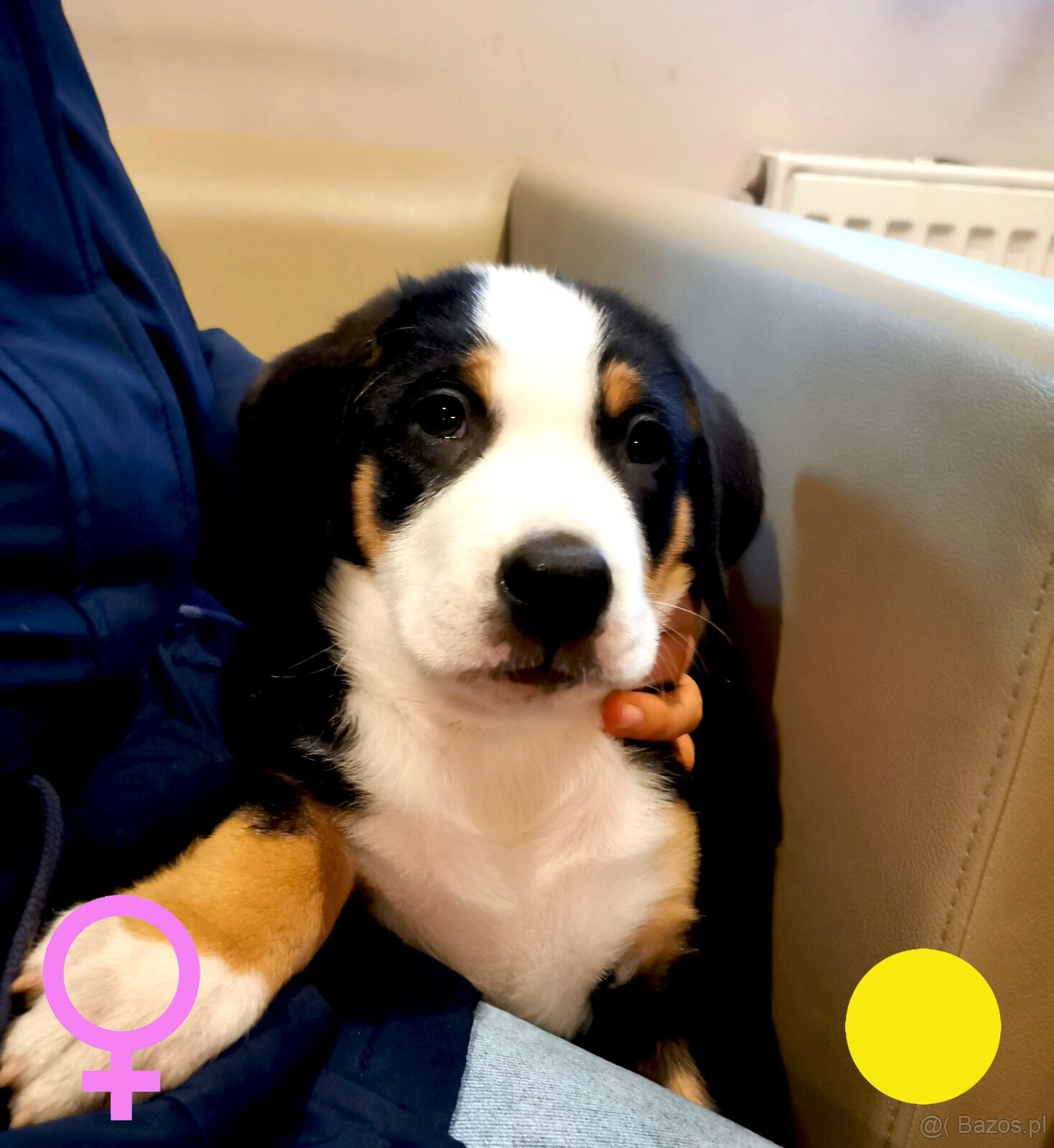 Duży Szwajcarski Pies Pasterski - 2