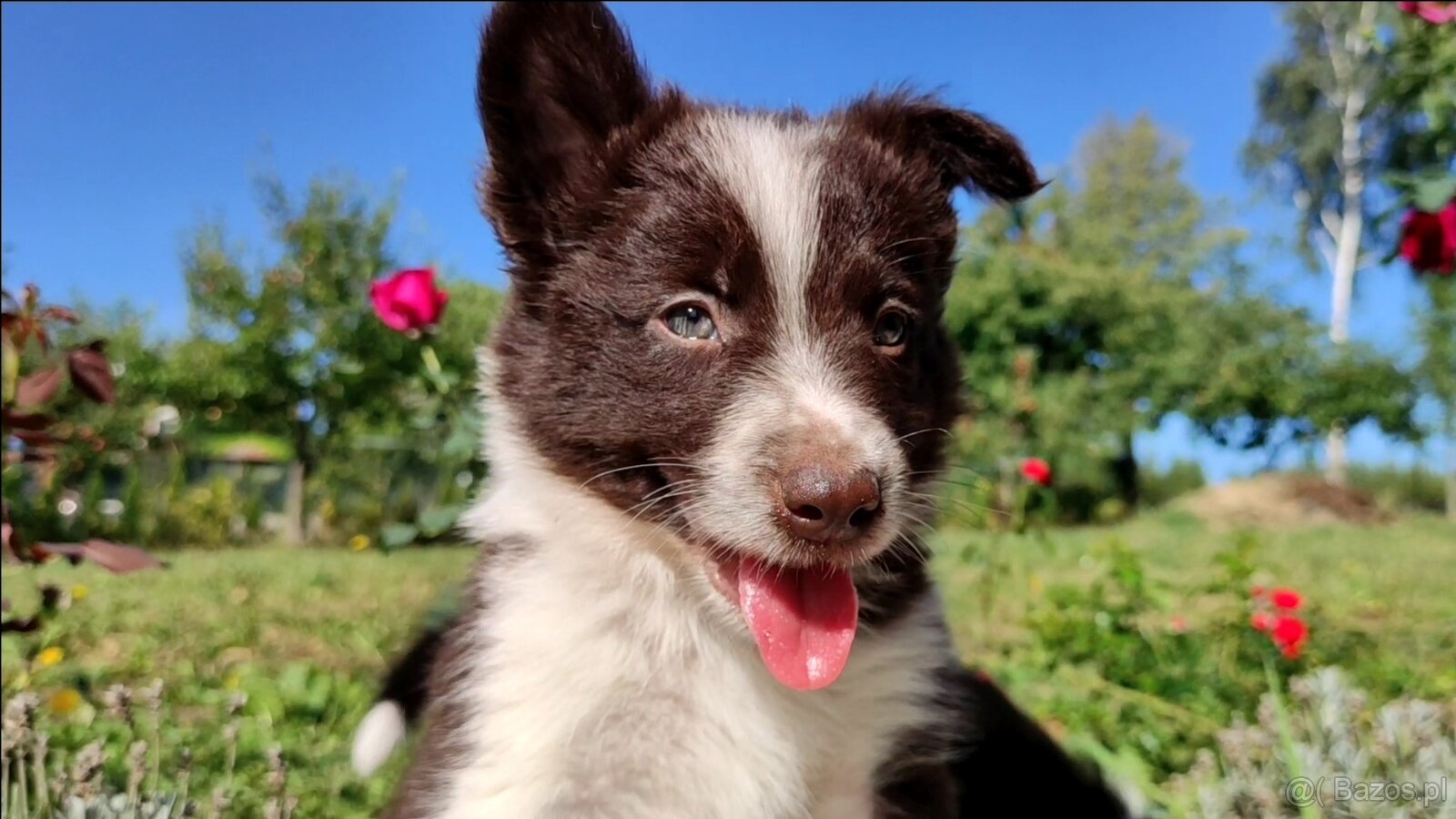 Wspaniały Pies FAZI - BORDER COLLIE z pełną dok. super rodzi - 2
