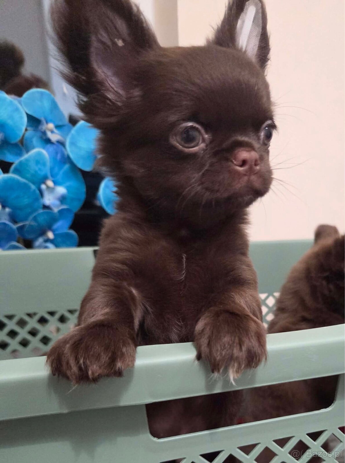 Chihuahua długowłosy czekoladowy - 2