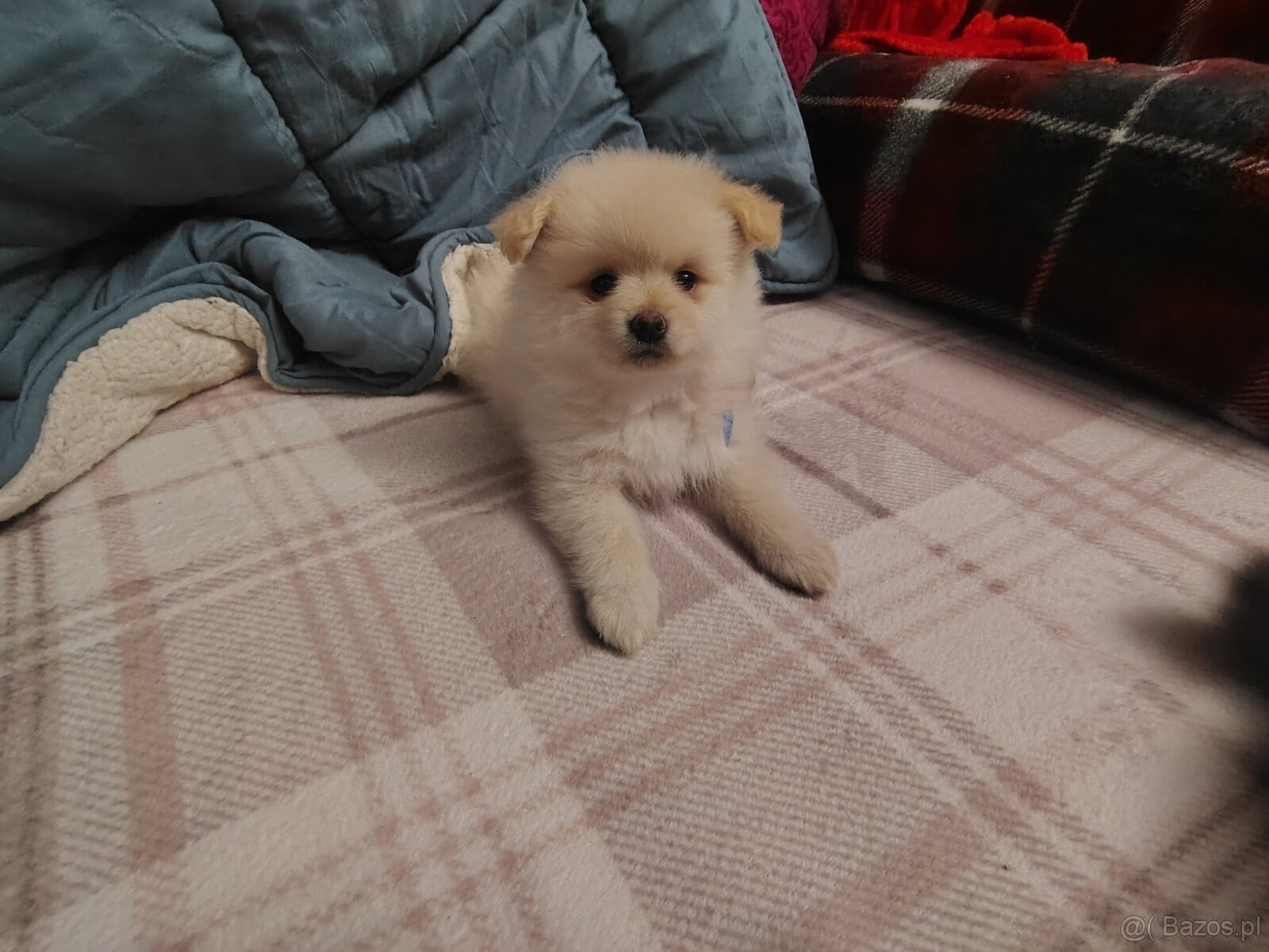 Sprzedam piesków rasy szpic - 2