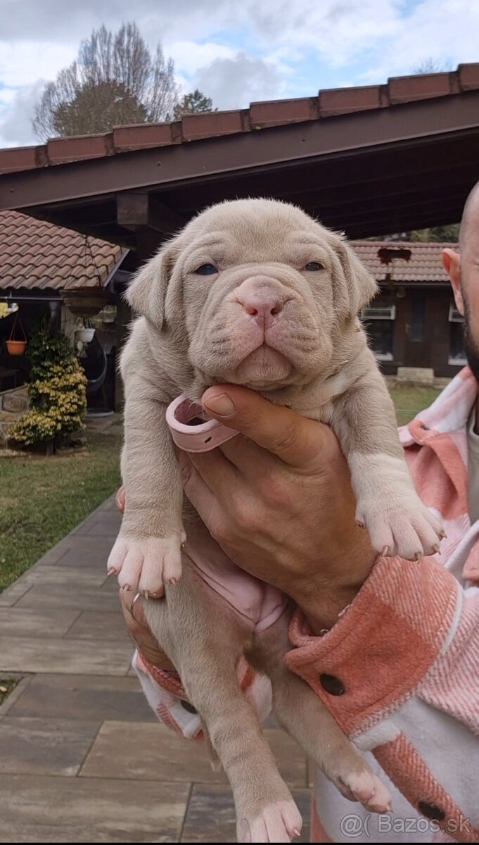 AMERICAN BULLY XXL - 2