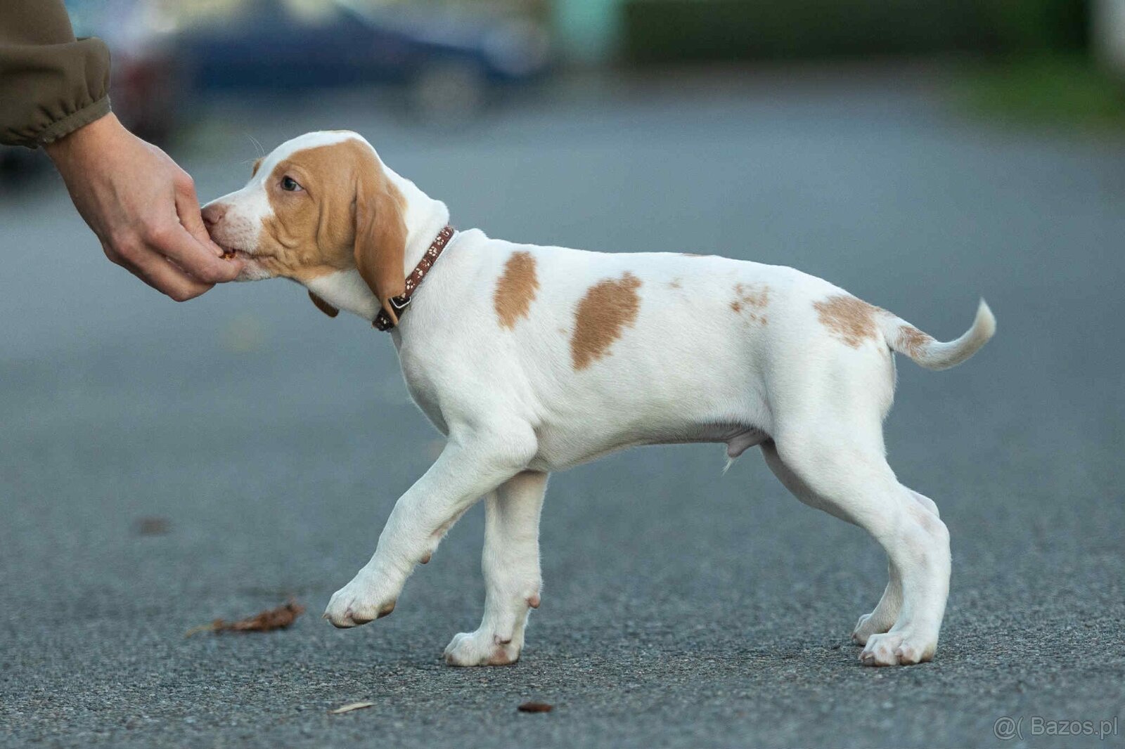 Braque saint-germain - 2