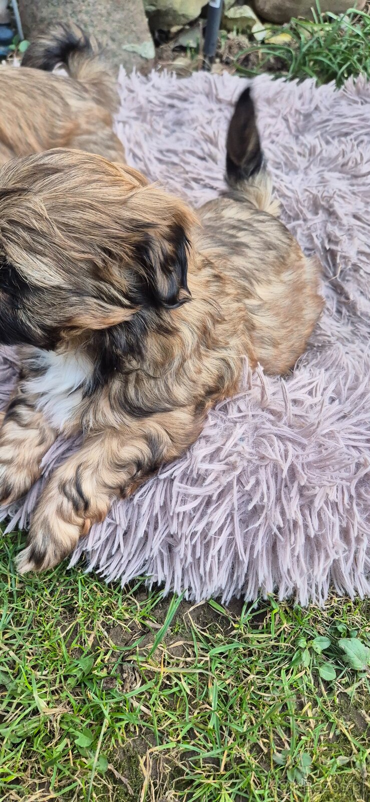 Shih tzu szuka domku - 2