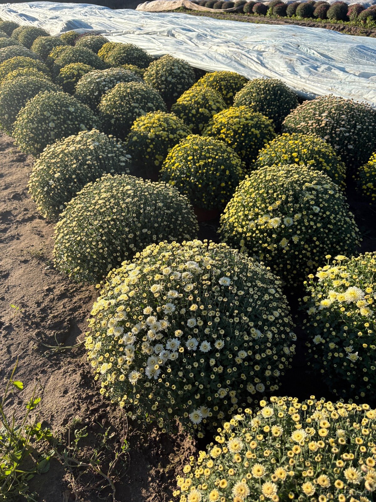 Sprzedam chryzantemy - 2